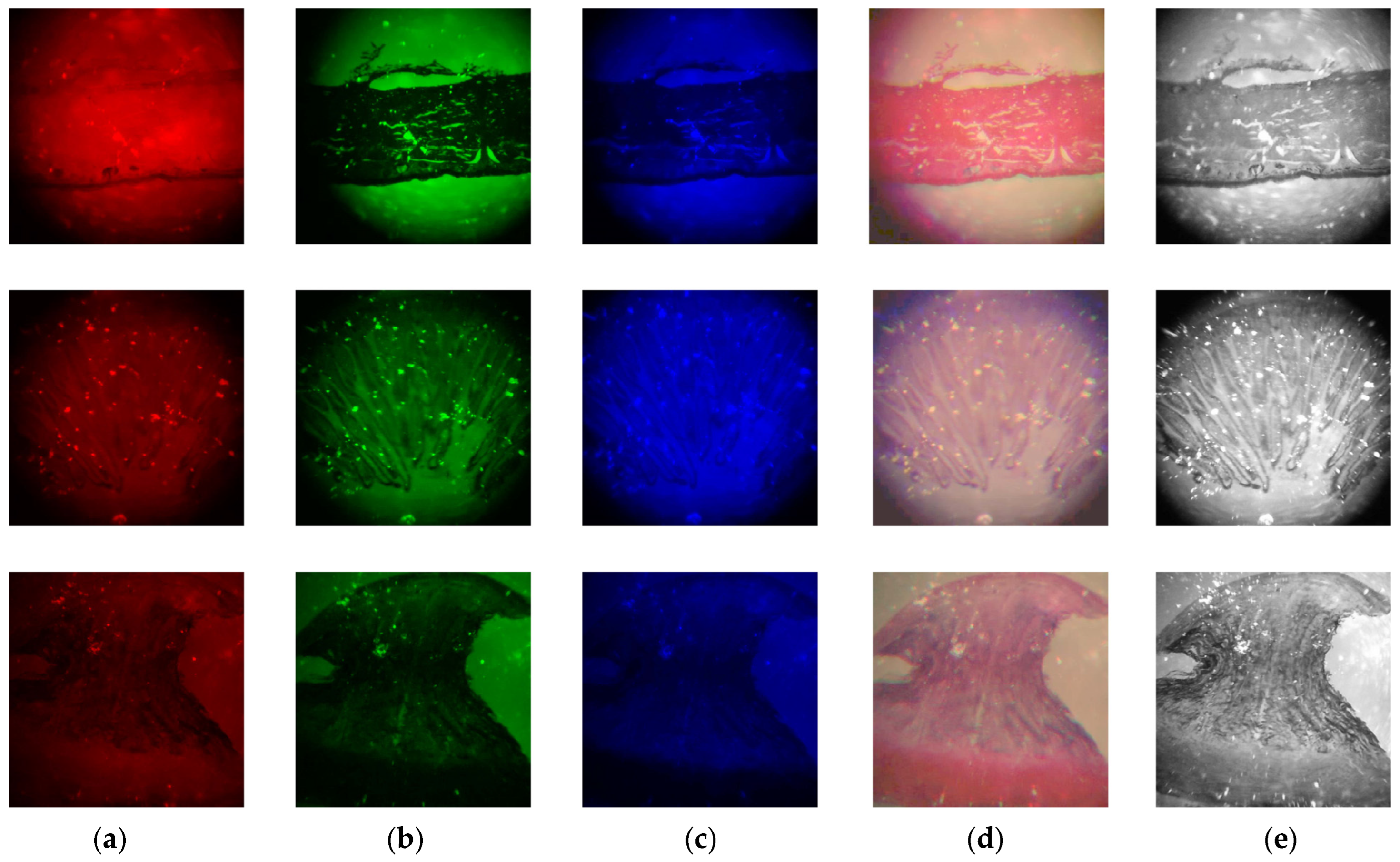 Electronics 13 00252 g003