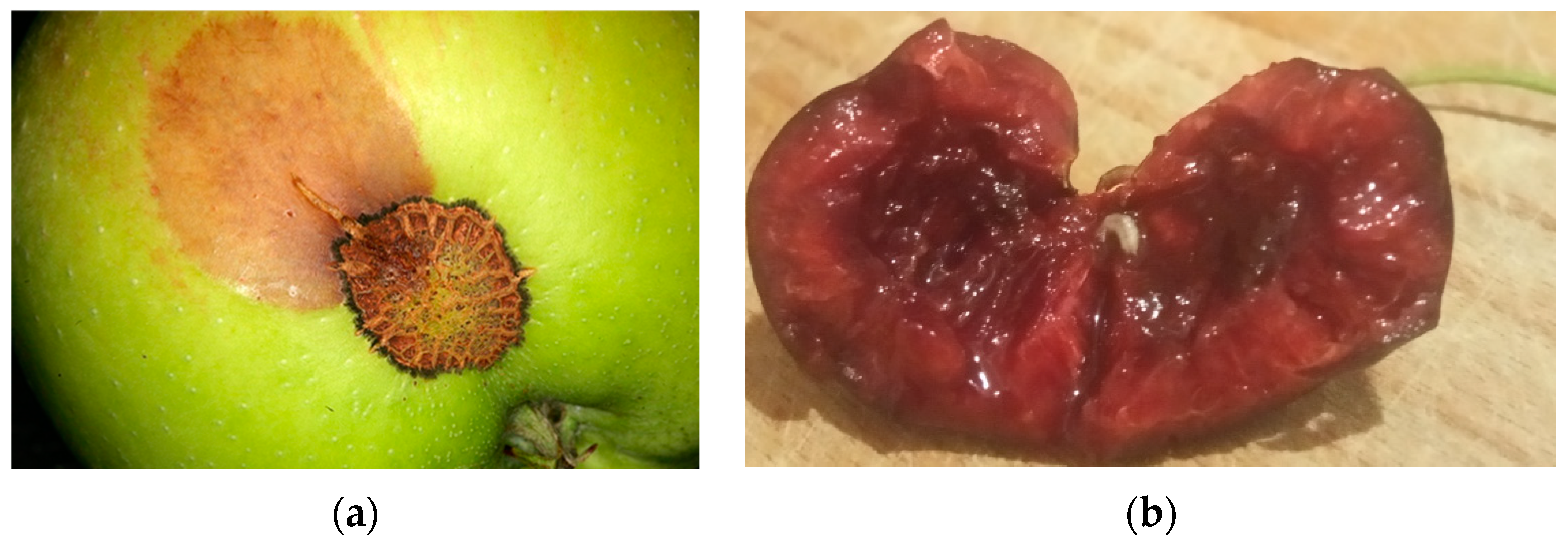 Electronics 13 00494 g001