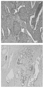 Electronics 13 03575 i023