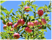 Electronics 13 04541 i005