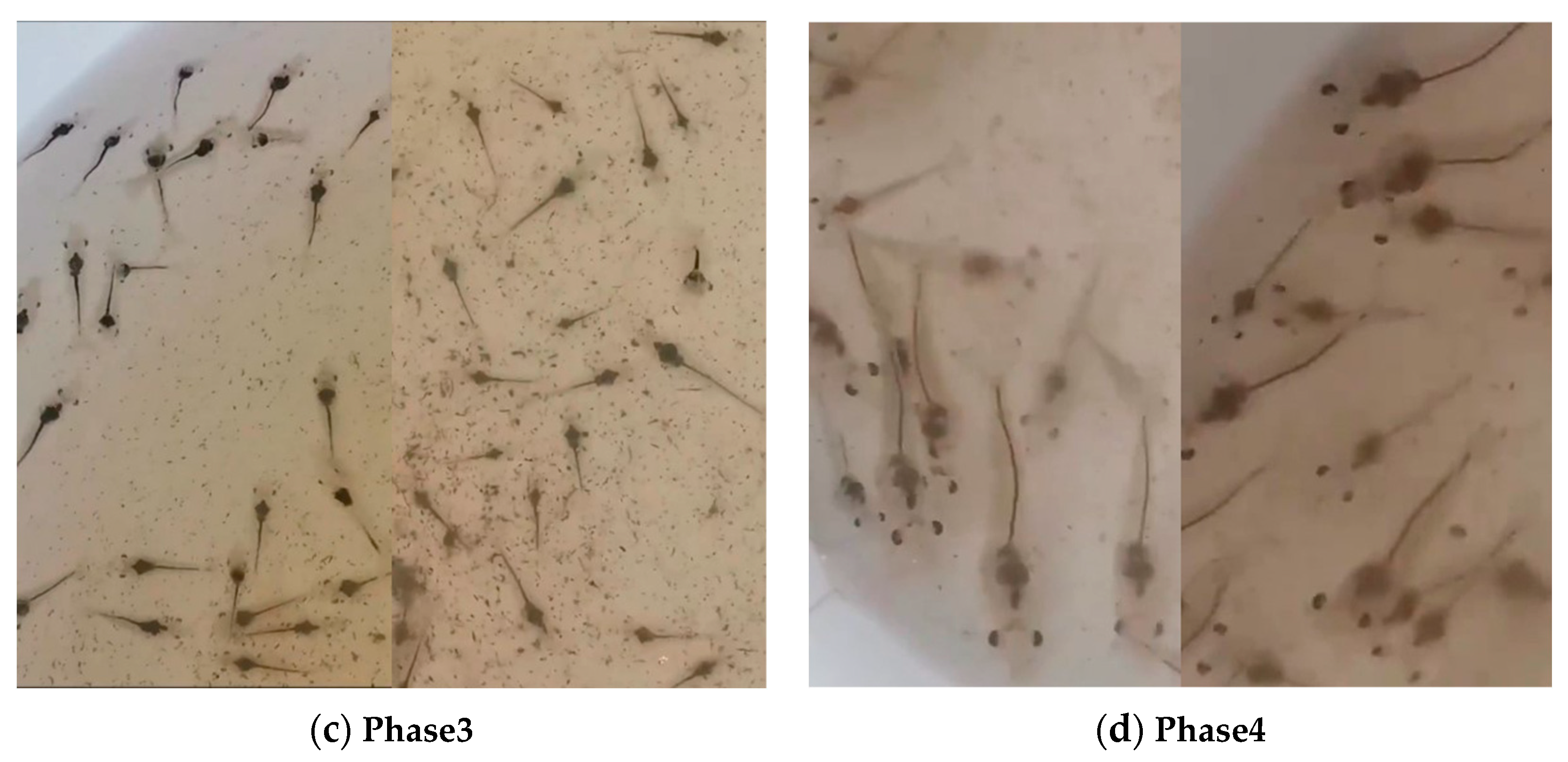 Electronics 13 04737 g005b