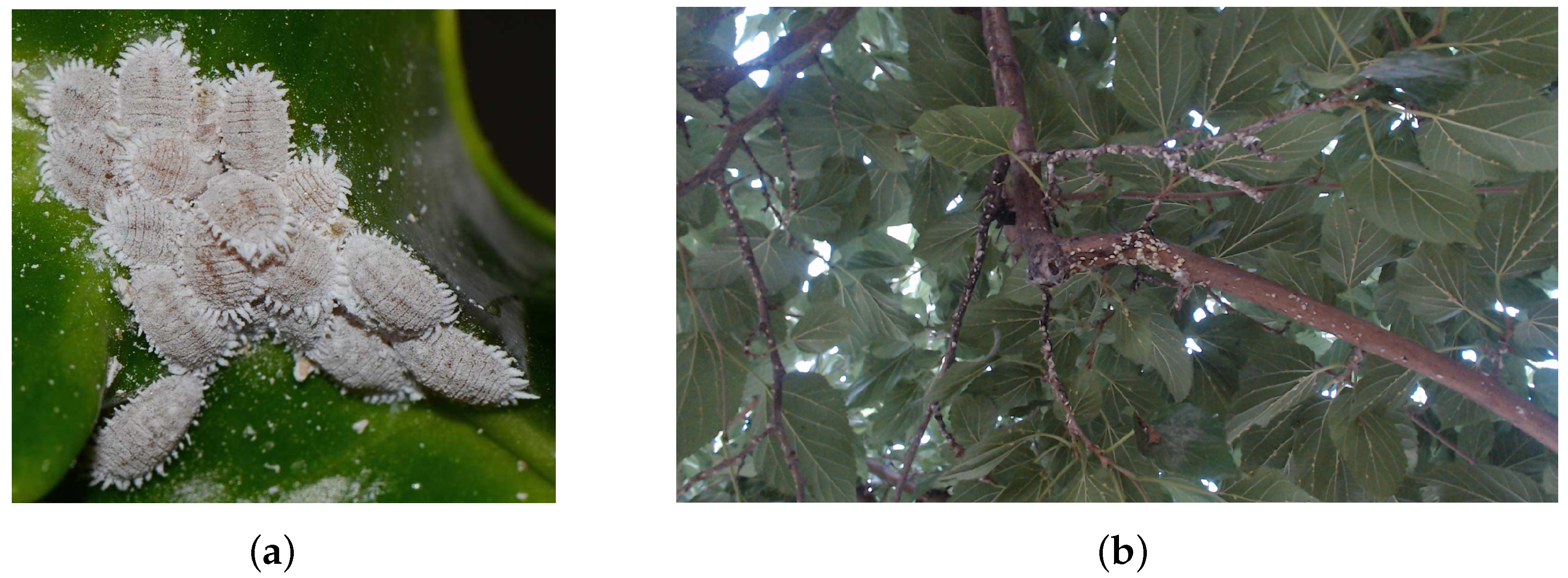 Electronics 13 04863 g002