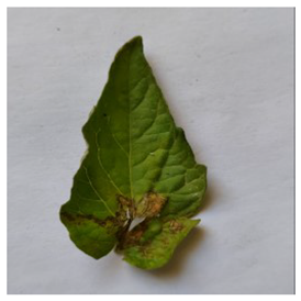 Electronics 14 04762 i001 Electronics 14 04762 i001