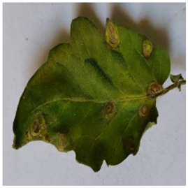 Electronics 14 04762 i005 Electronics 14 04762 i005