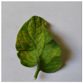 Electronics 14 04762 i009 Electronics 14 04762 i009