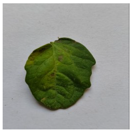 Electronics 14 04762 i013 Electronics 14 04762 i013