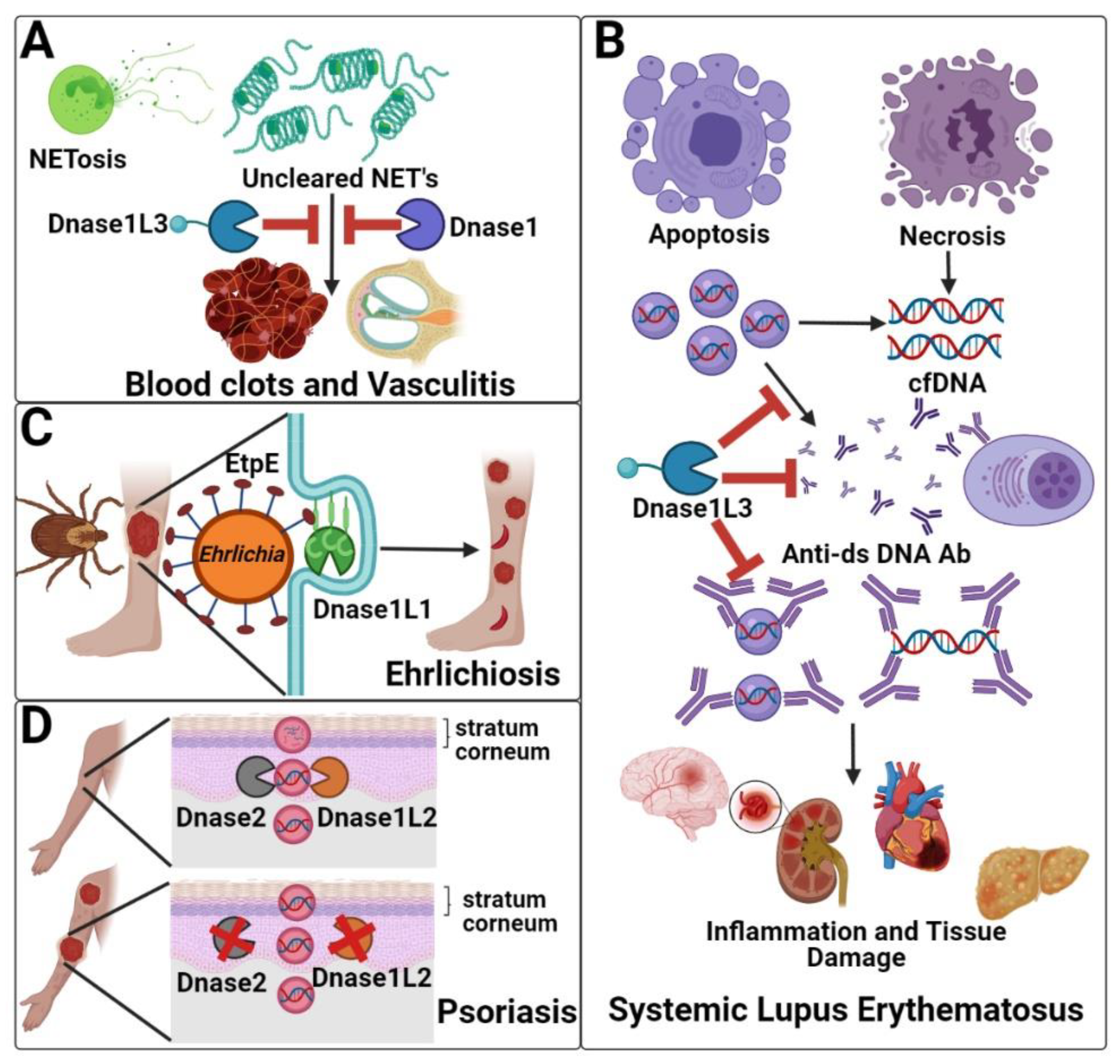 Encyclopedia 01 00044 g002