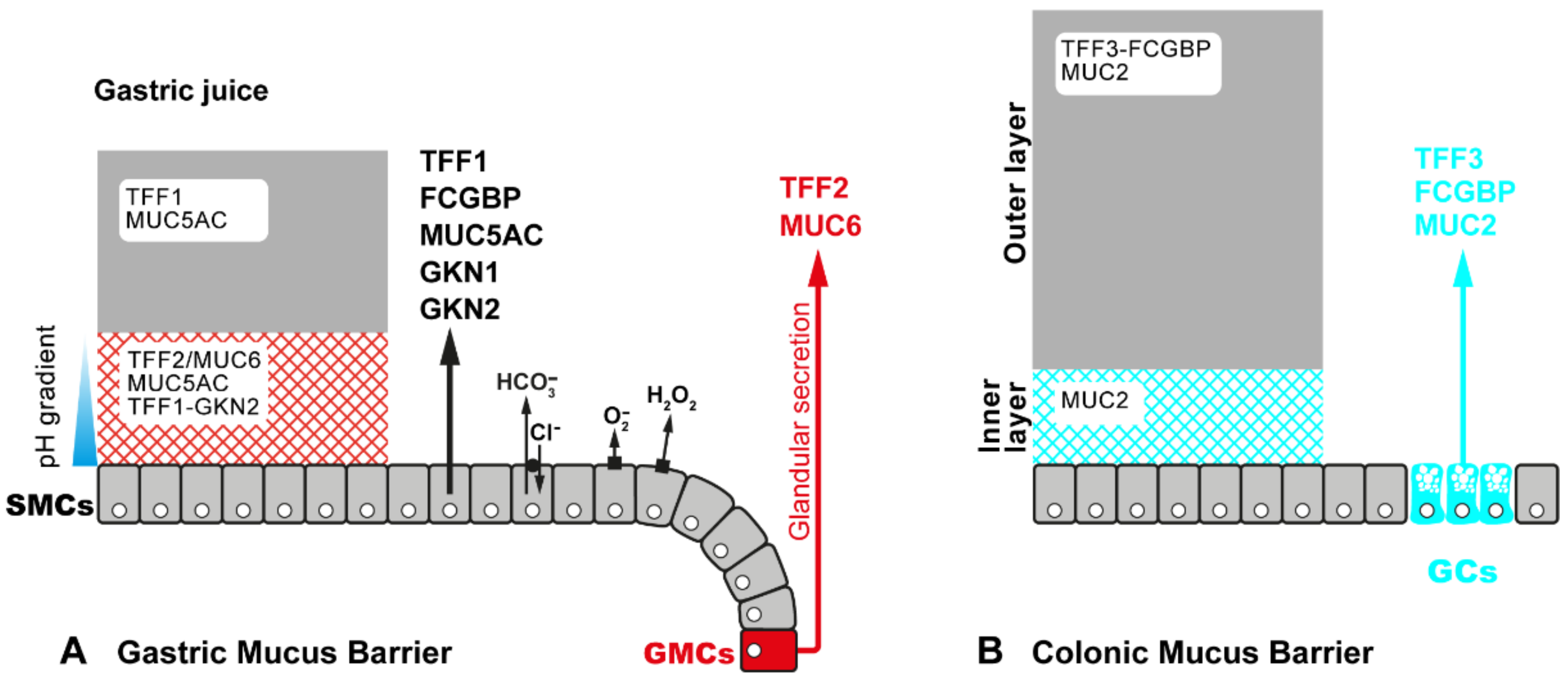 Encyclopedia 01 00074 g002