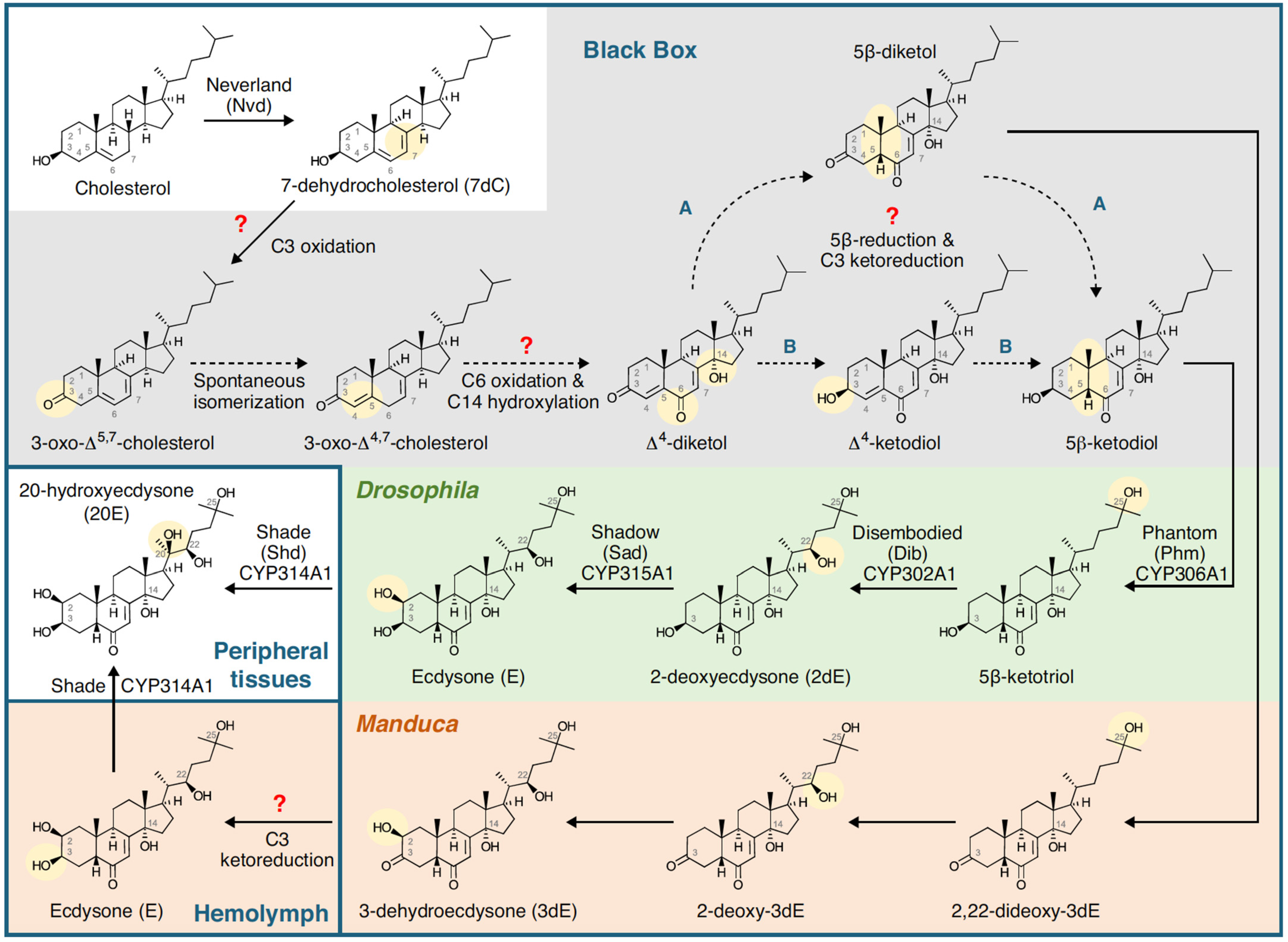 Encyclopedia 01 00096 g004