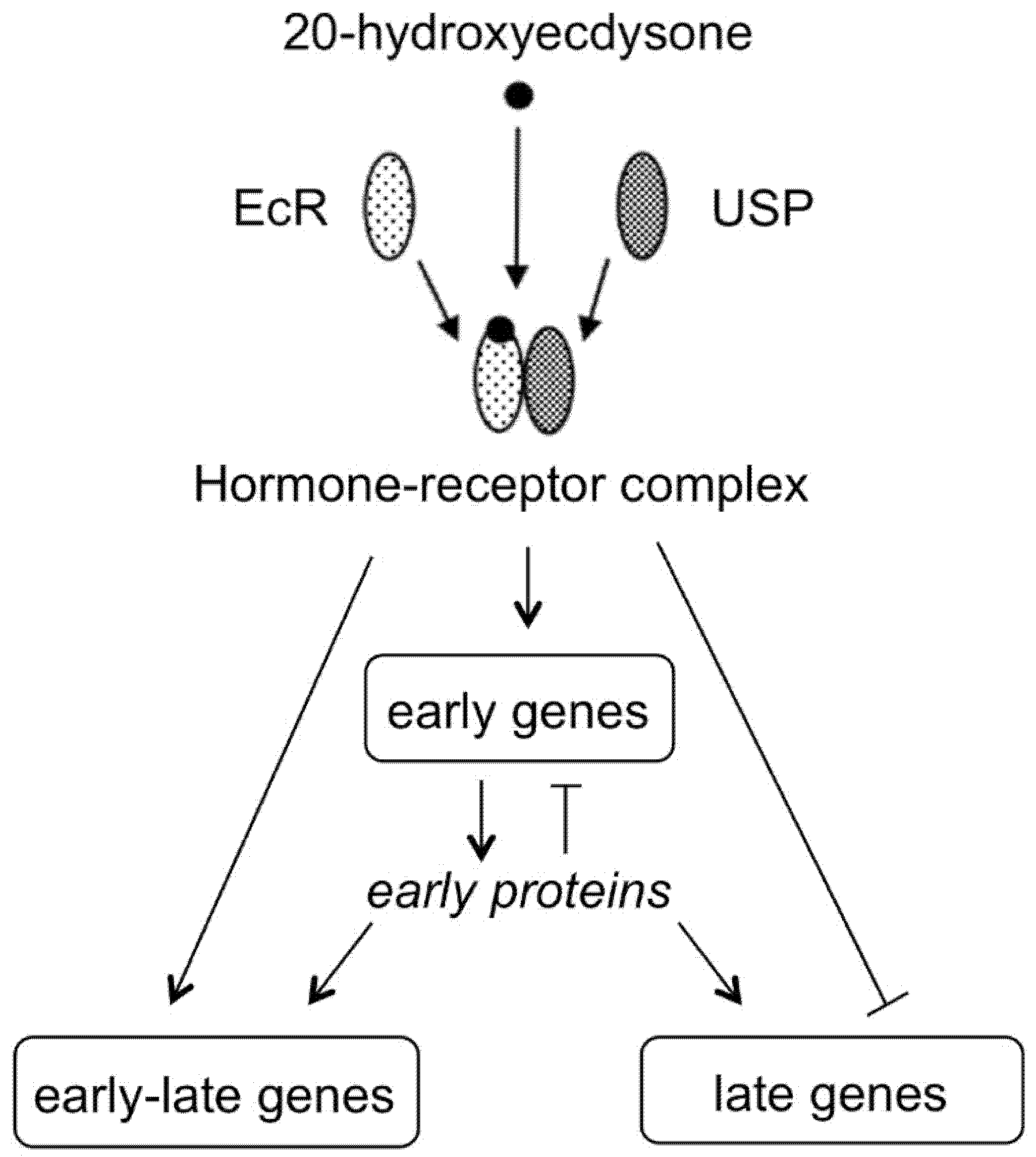 Encyclopedia 01 00096 g005