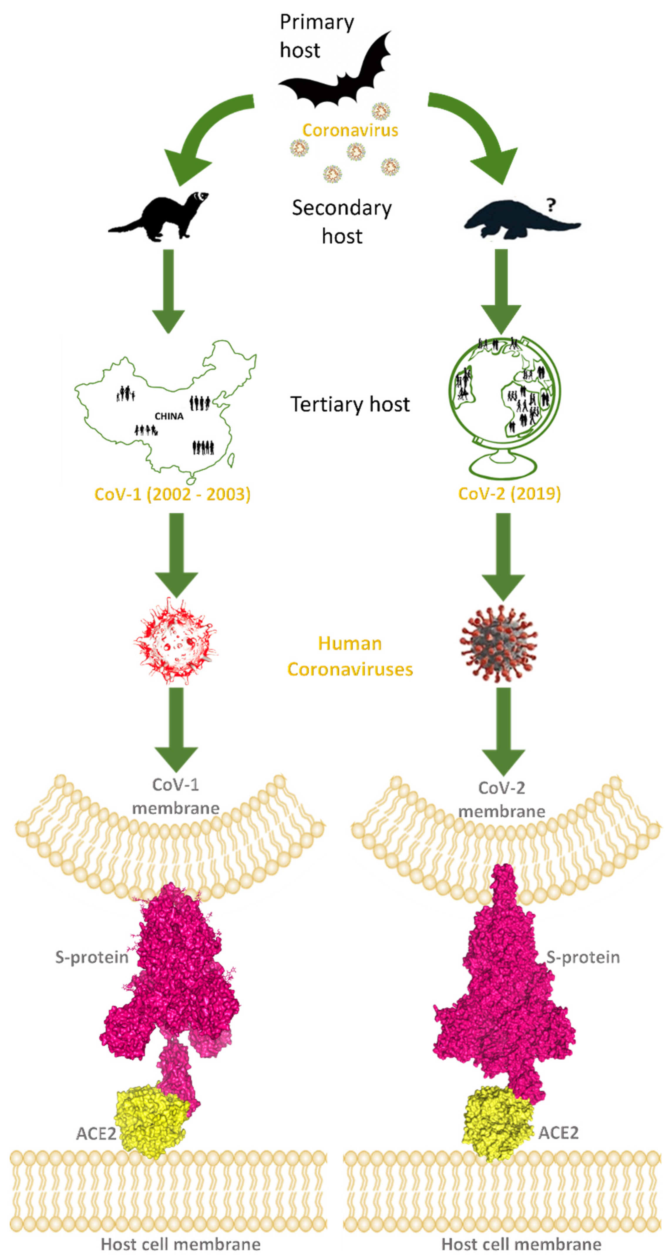 Encyclopedia 02 00007 g001