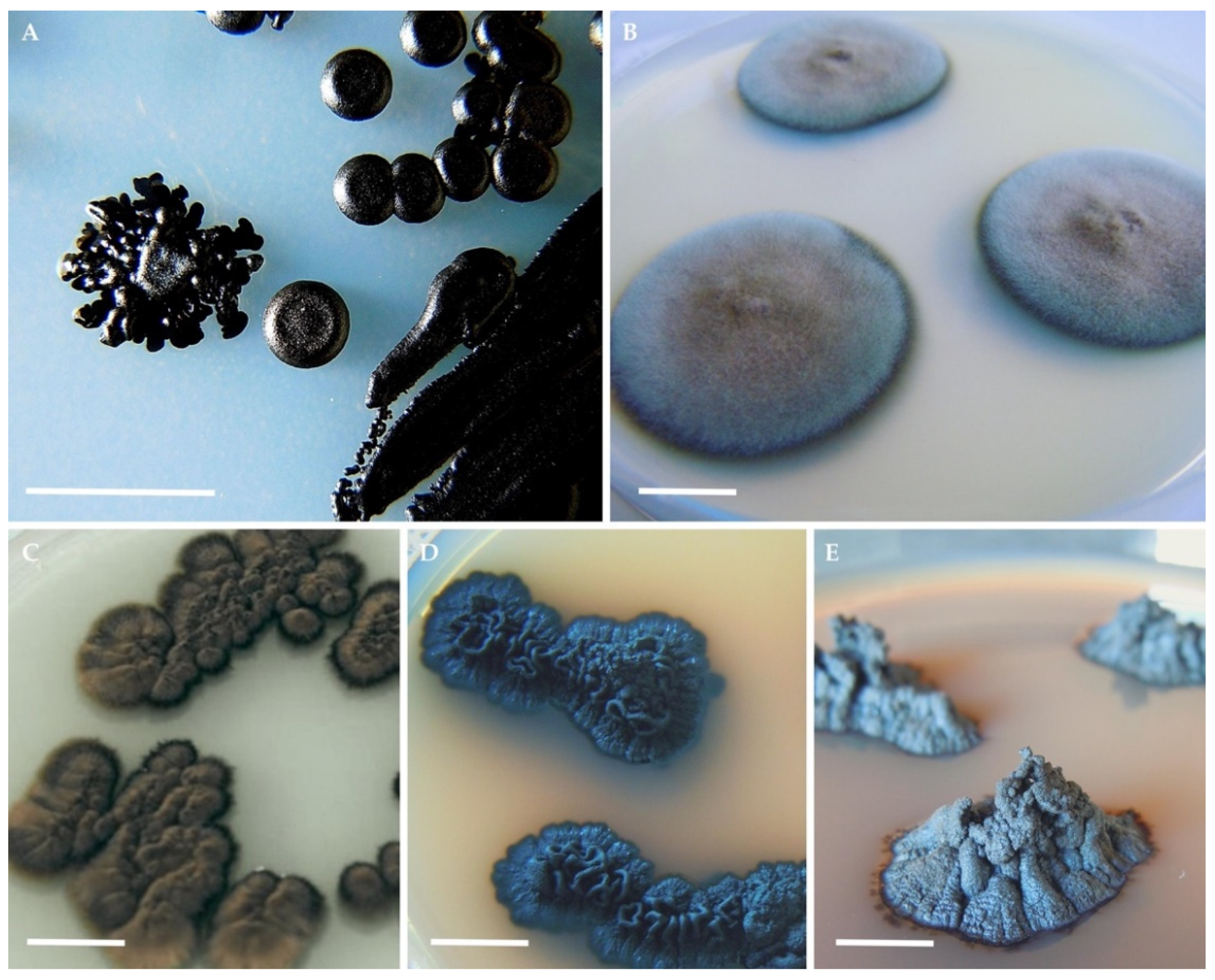 Encyclopedia 02 00013 g001