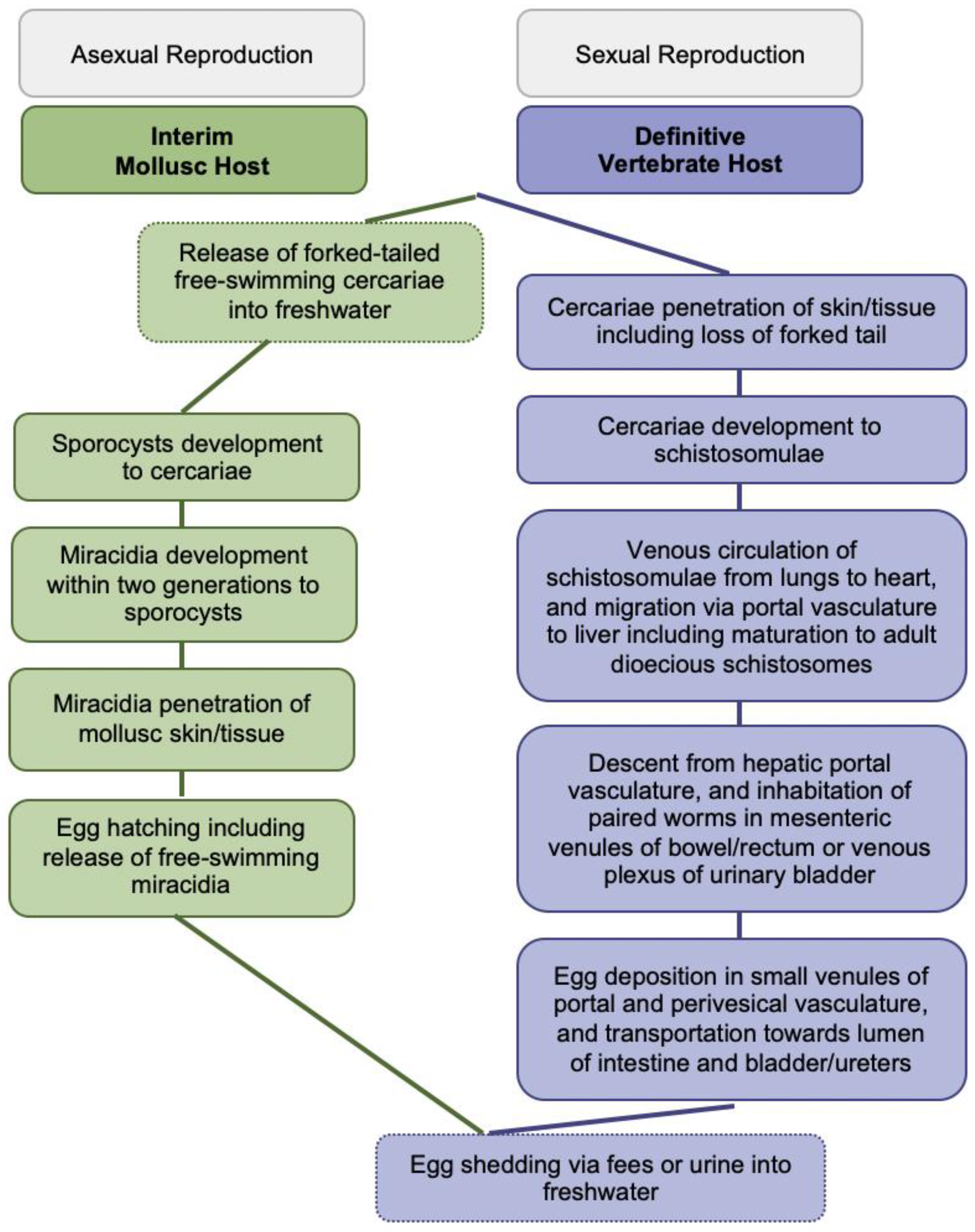 Encyclopedia 02 00048 g001