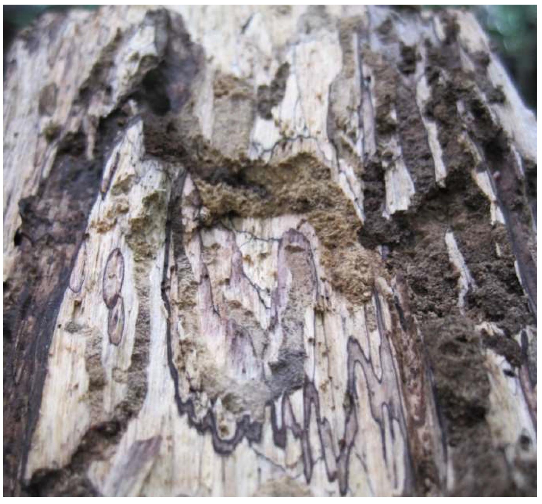 Encyclopedia 02 00094 g001