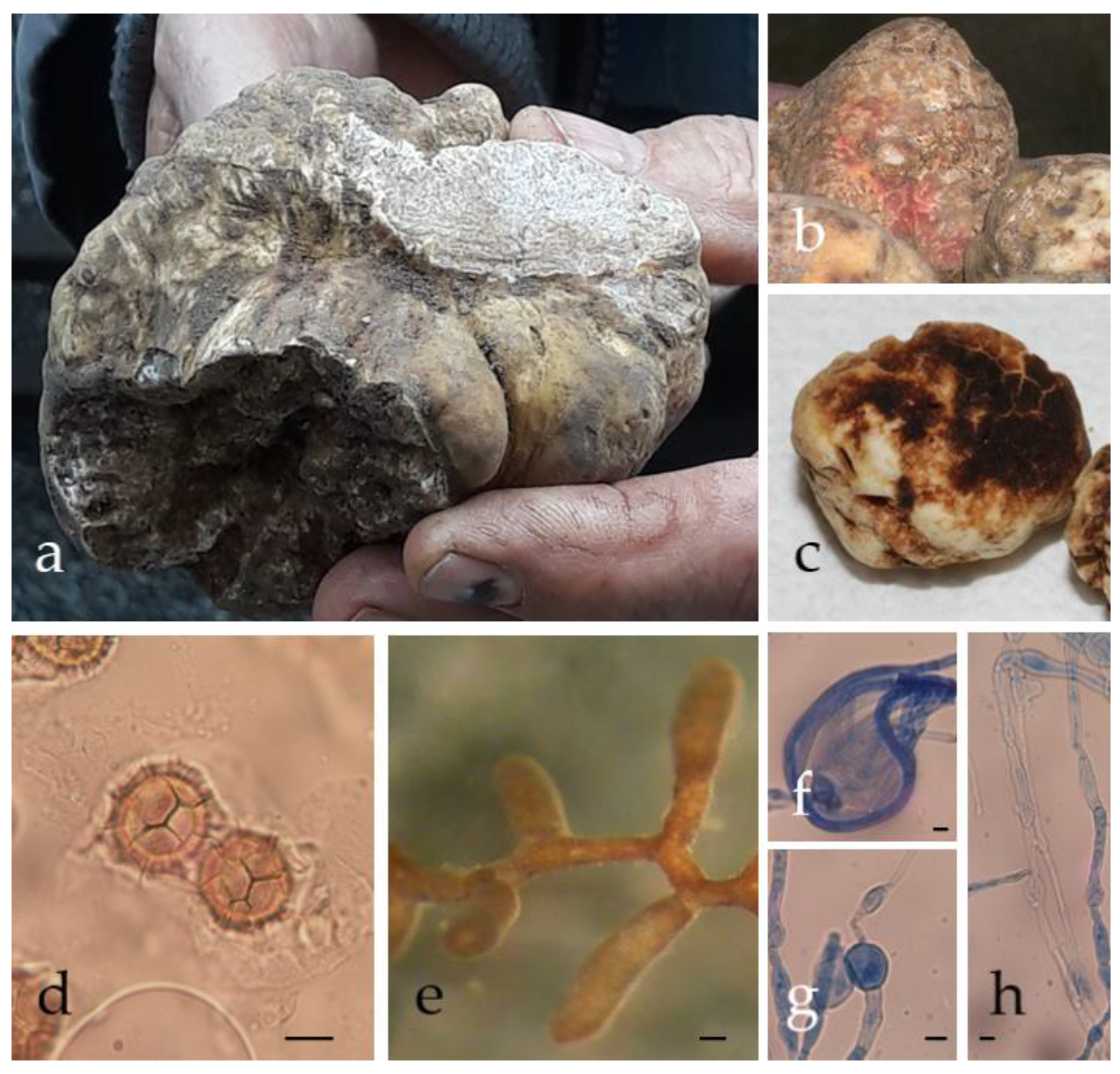 Encyclopedia 02 00135 g001