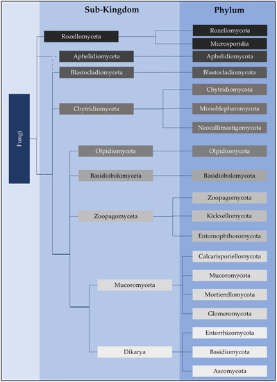 Encyclopedia 03 00046 g001