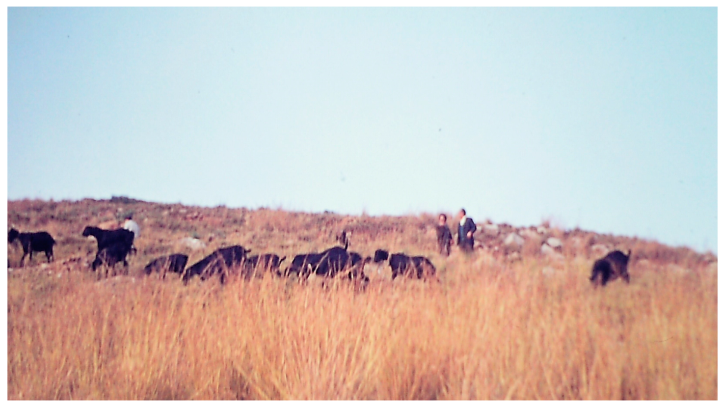 Encyclopedia 04 00030 g013