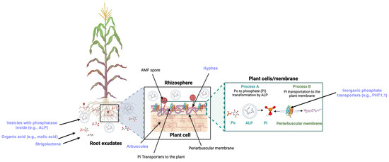 Encyclopedia 04 00077 g002
