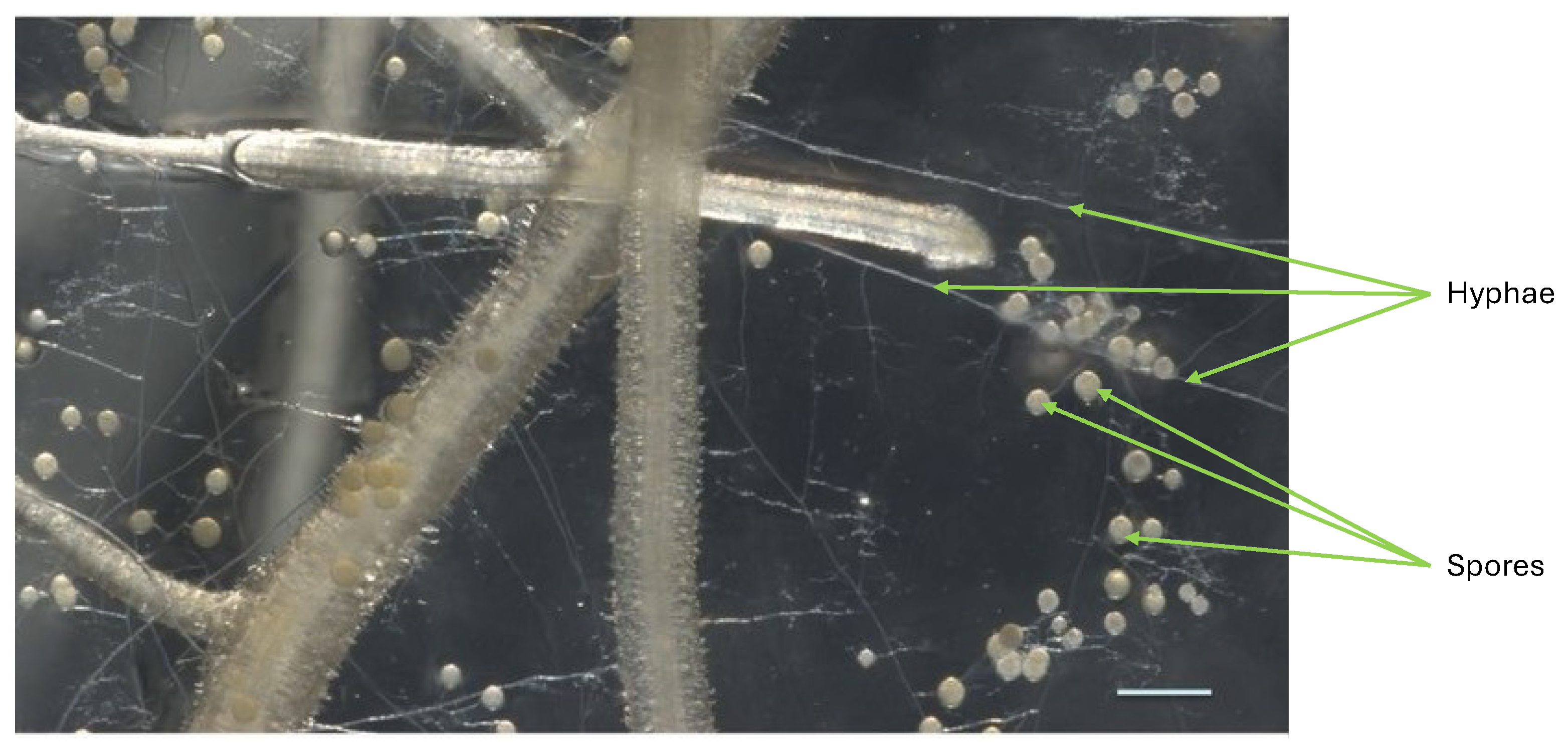 Encyclopedia 04 00077 g003