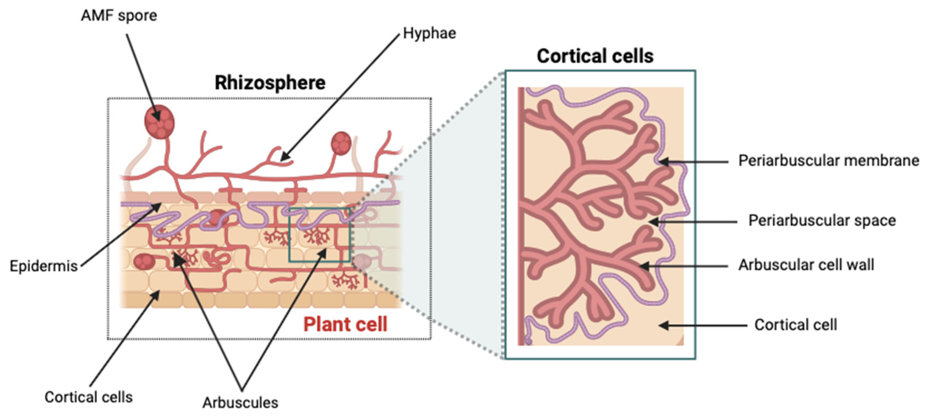 Encyclopedia 04 00077 g009