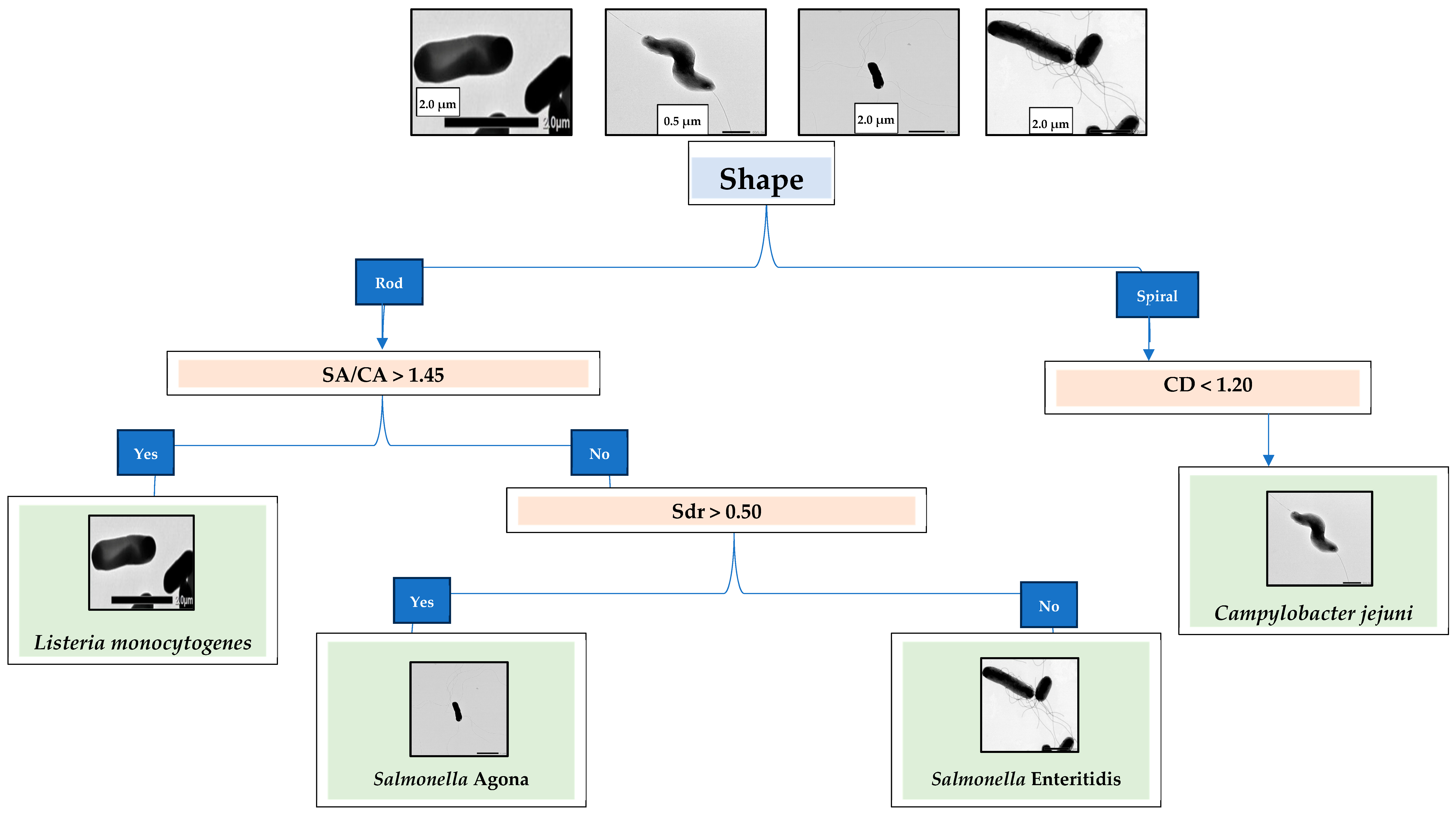 Encyclopedia 05 00047 g002