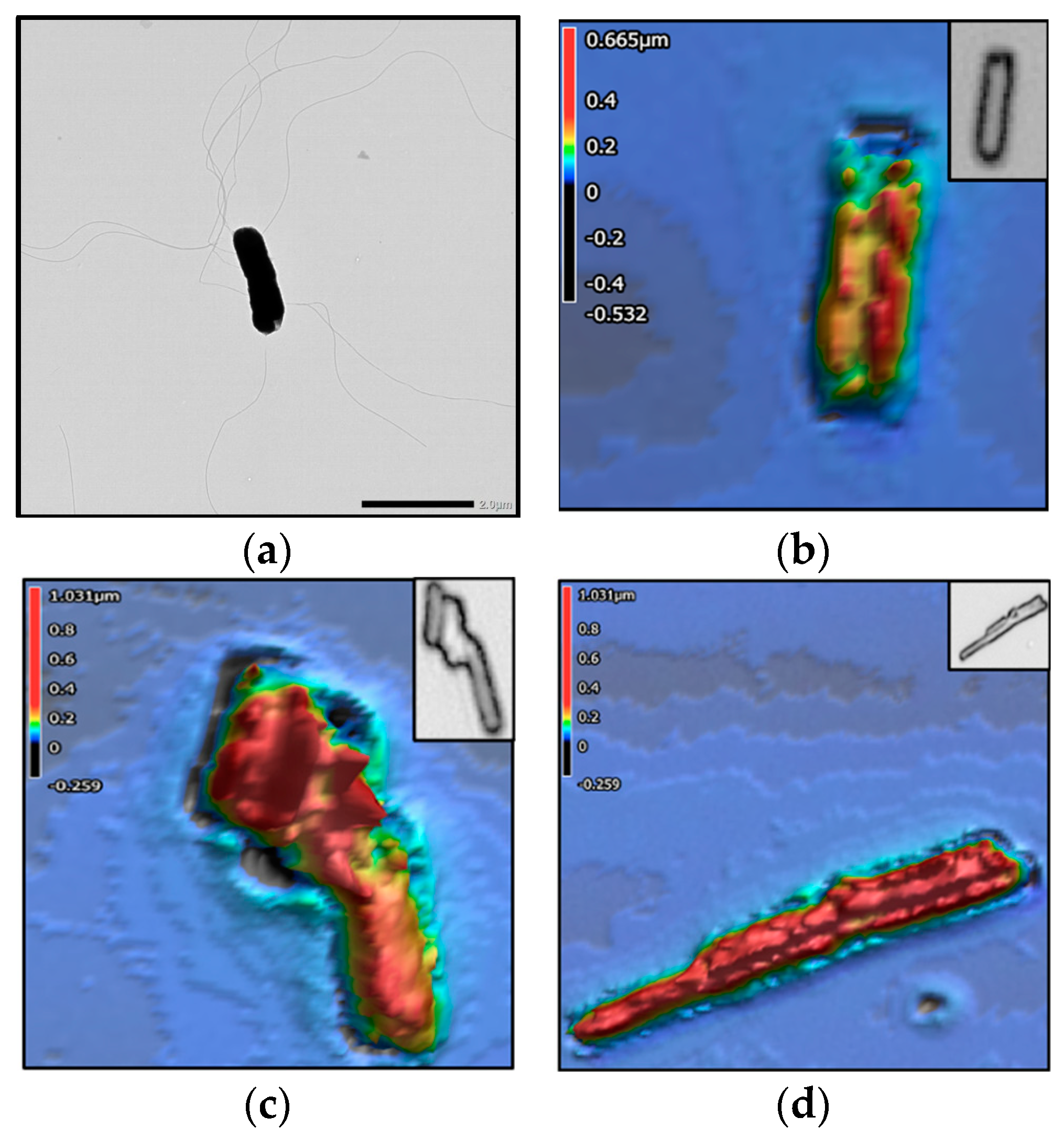 Encyclopedia 05 00047 g003