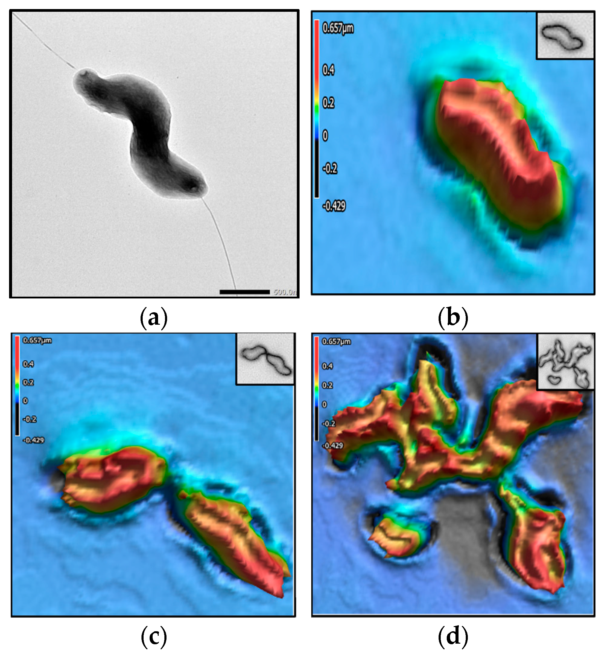 Encyclopedia 05 00047 g006