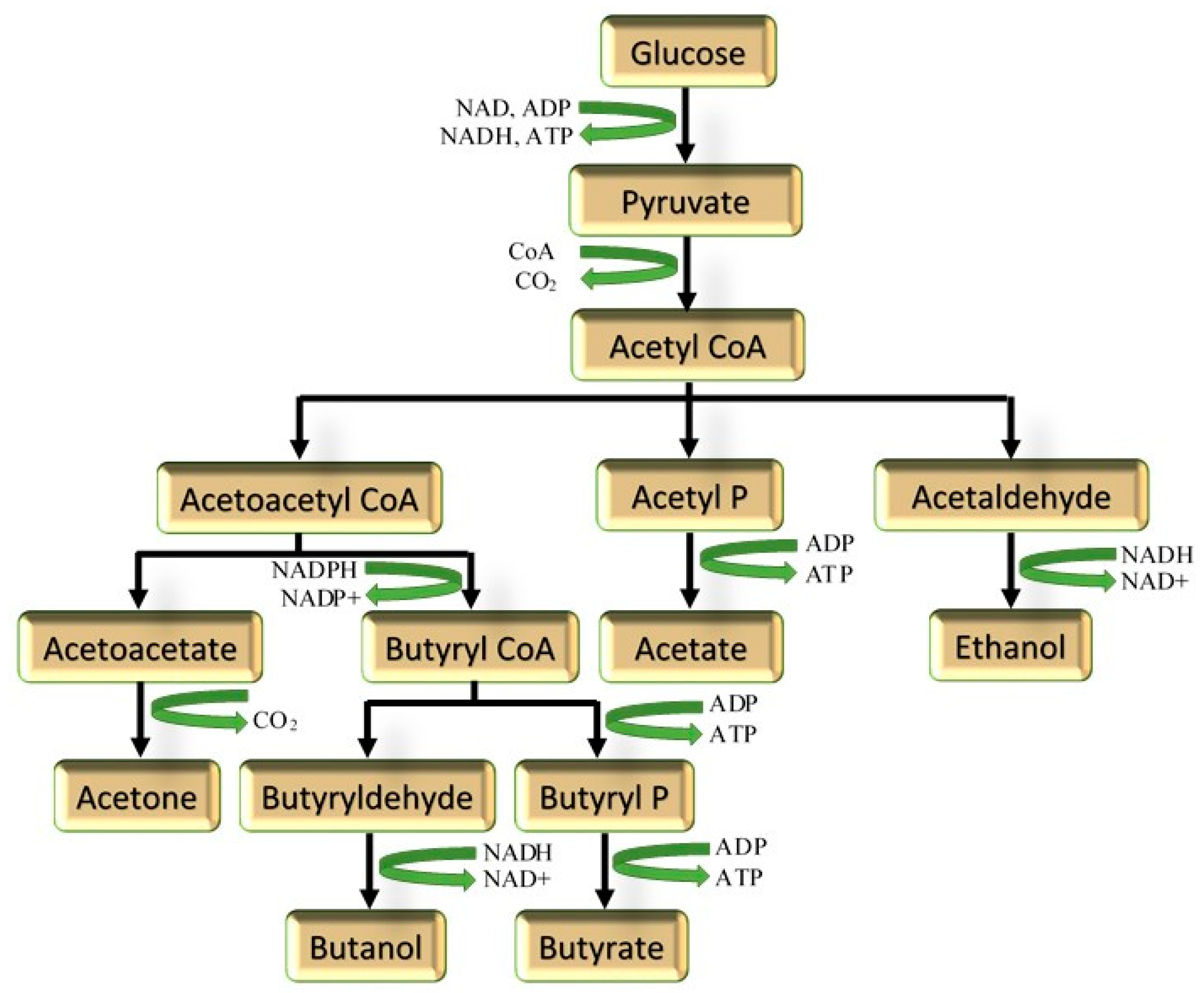 Encyclopedia 05 00050 g004