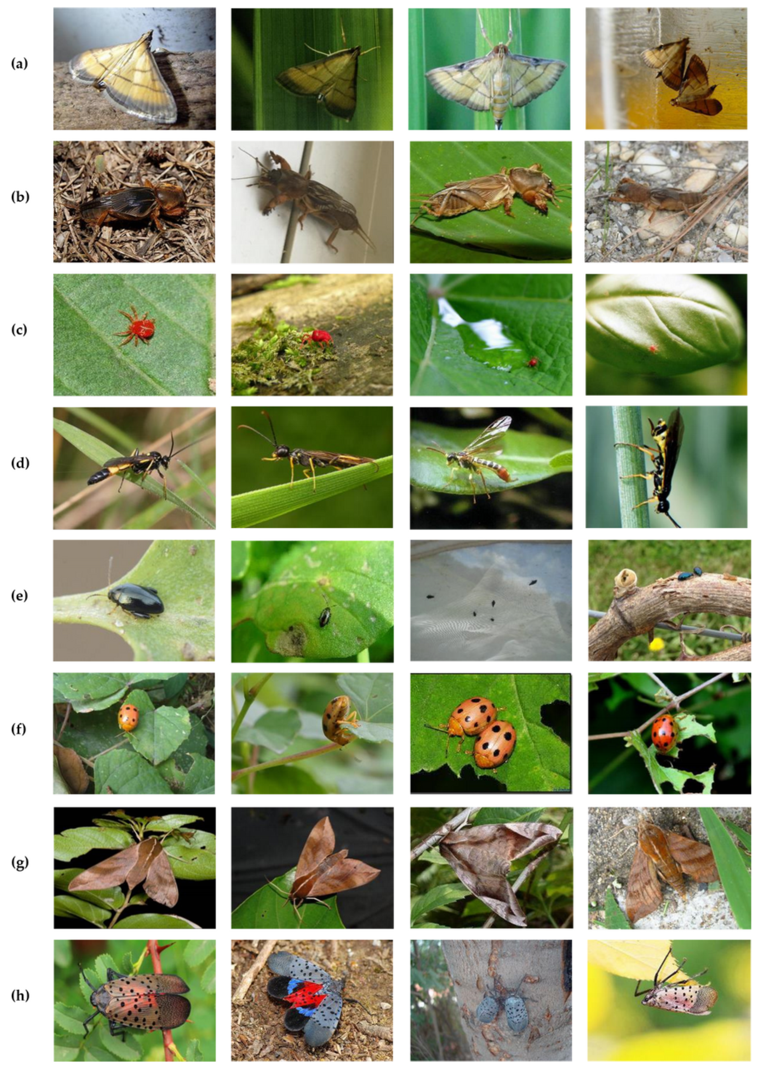 Encyclopedia 05 00067 g006