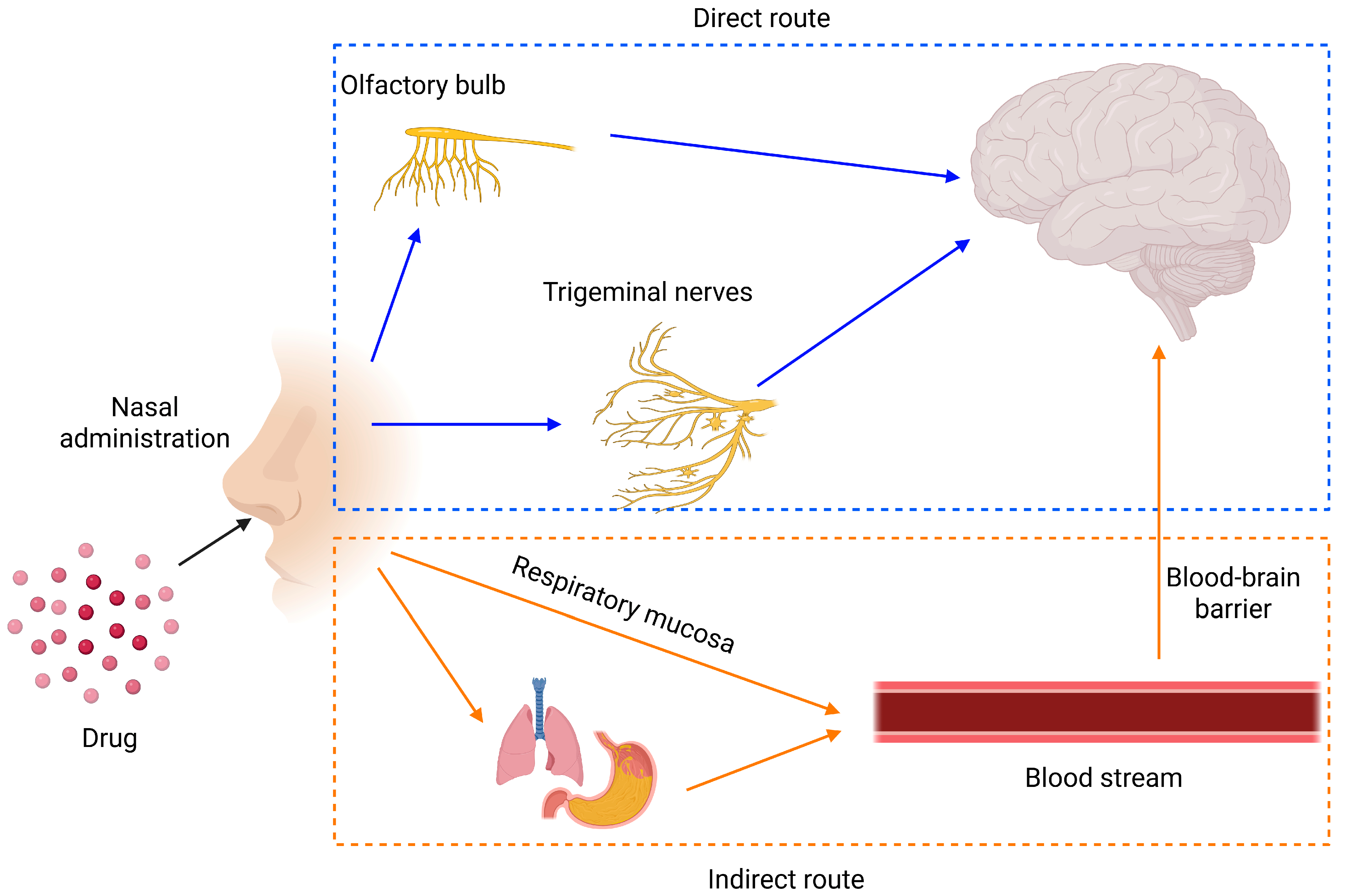 Encyclopedia 05 00091 g001