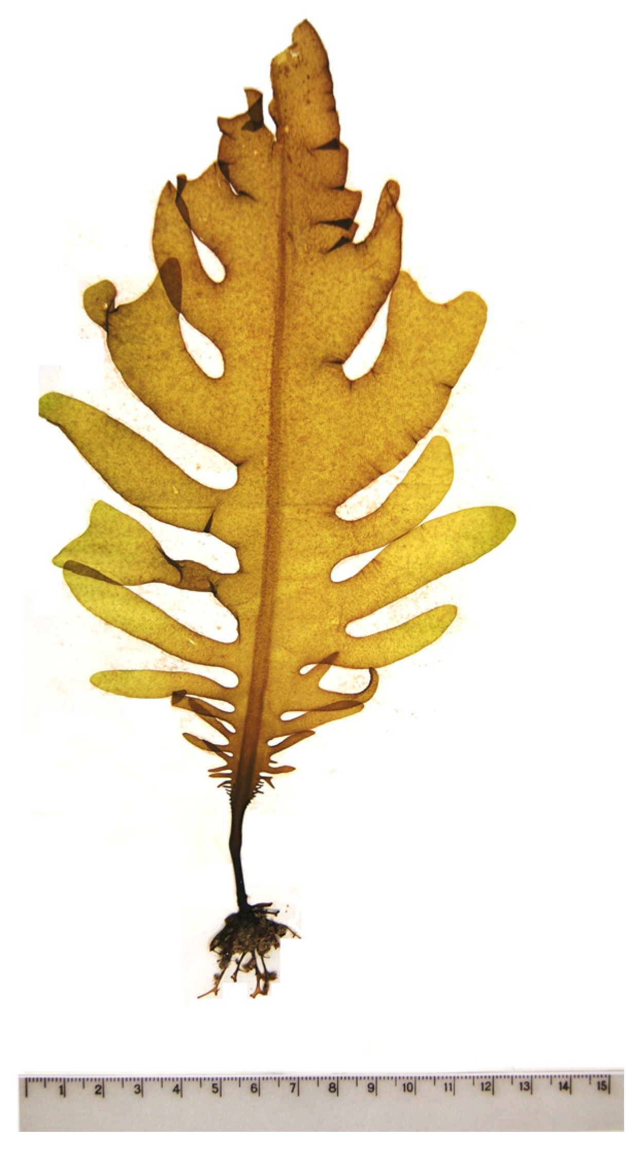 Encyclopedia 05 00176 g014 Encyclopedia 05 00176 g014