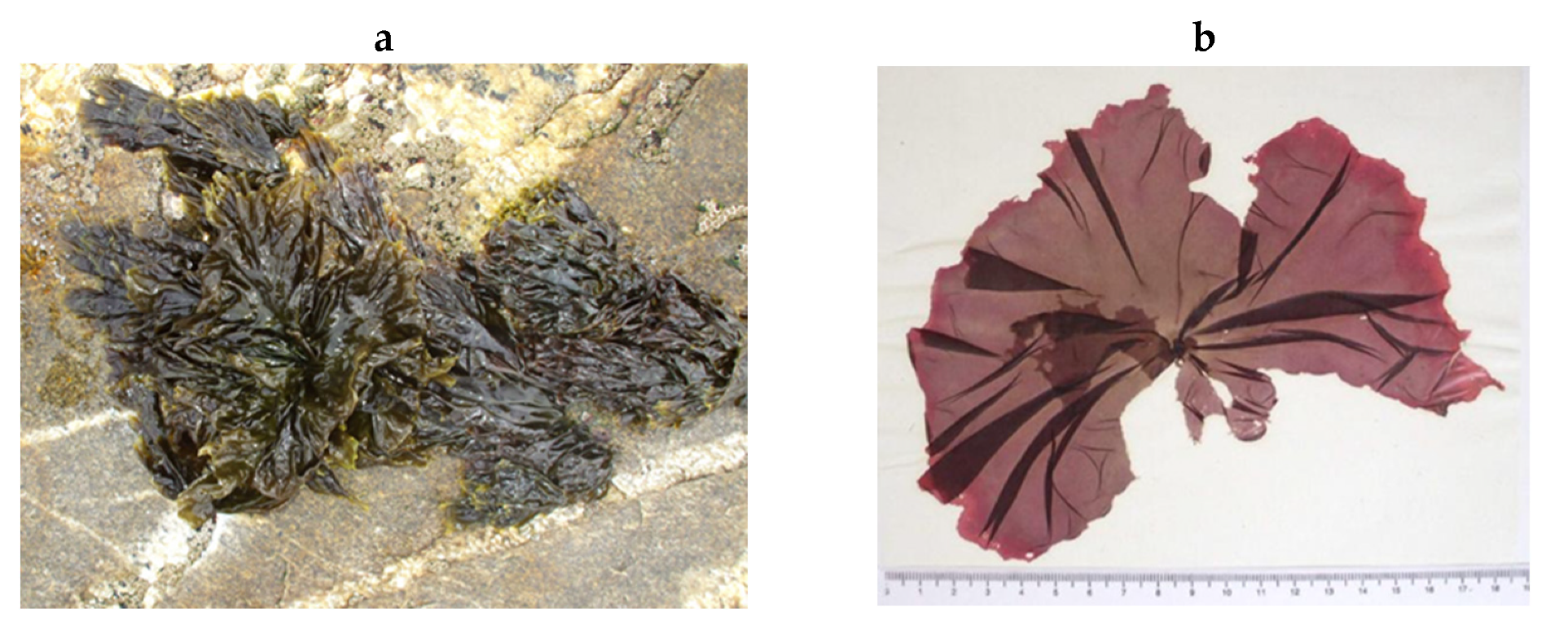 Encyclopedia 05 00176 g186 Encyclopedia 05 00176 g186