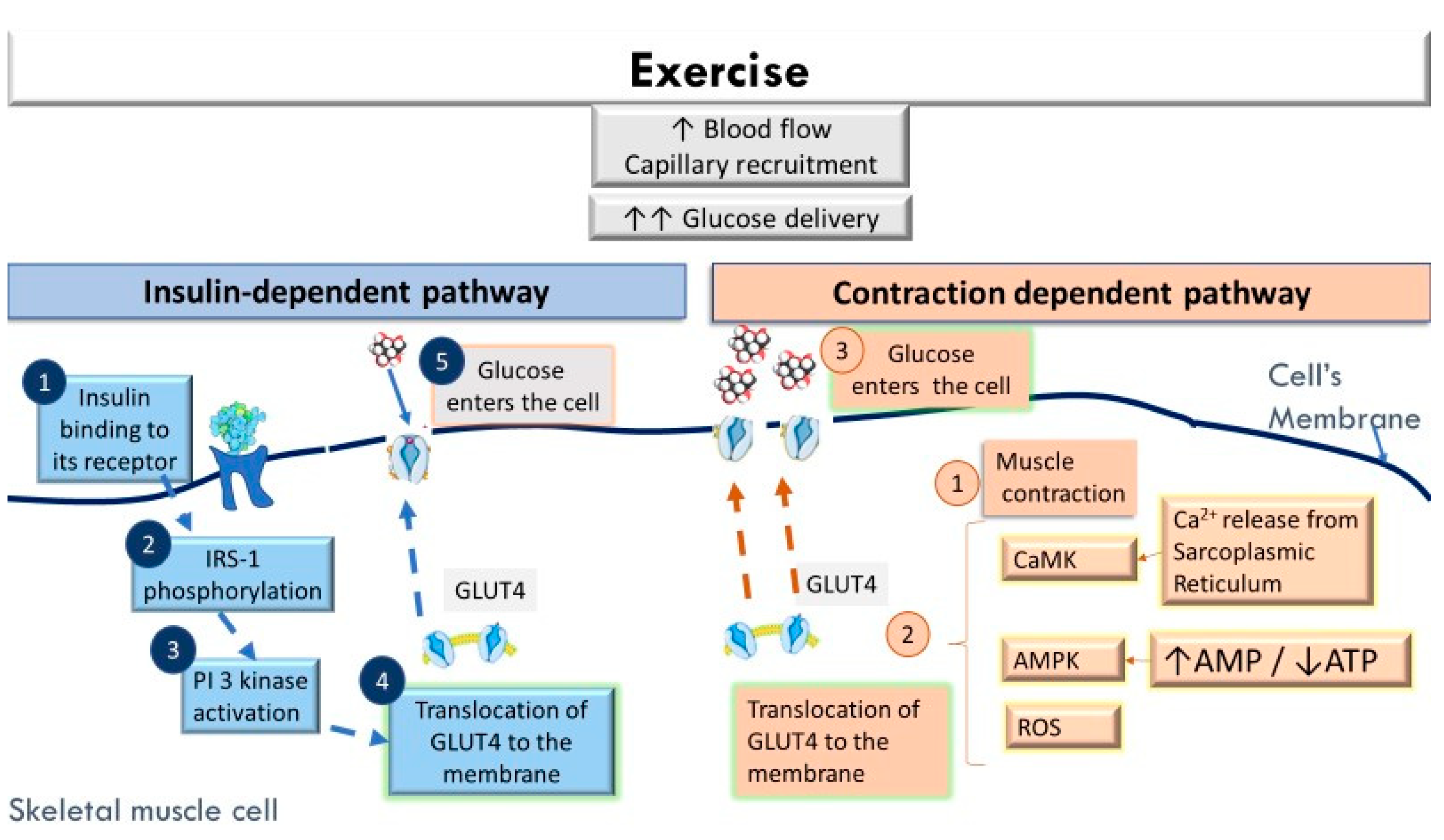Endocrines 02 00007 g001 Endocrines 02 00007 g001