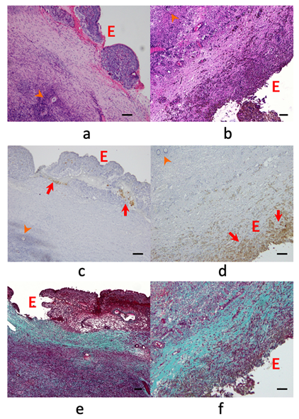 Endocrines 02 00014 g001 Endocrines 02 00014 g001