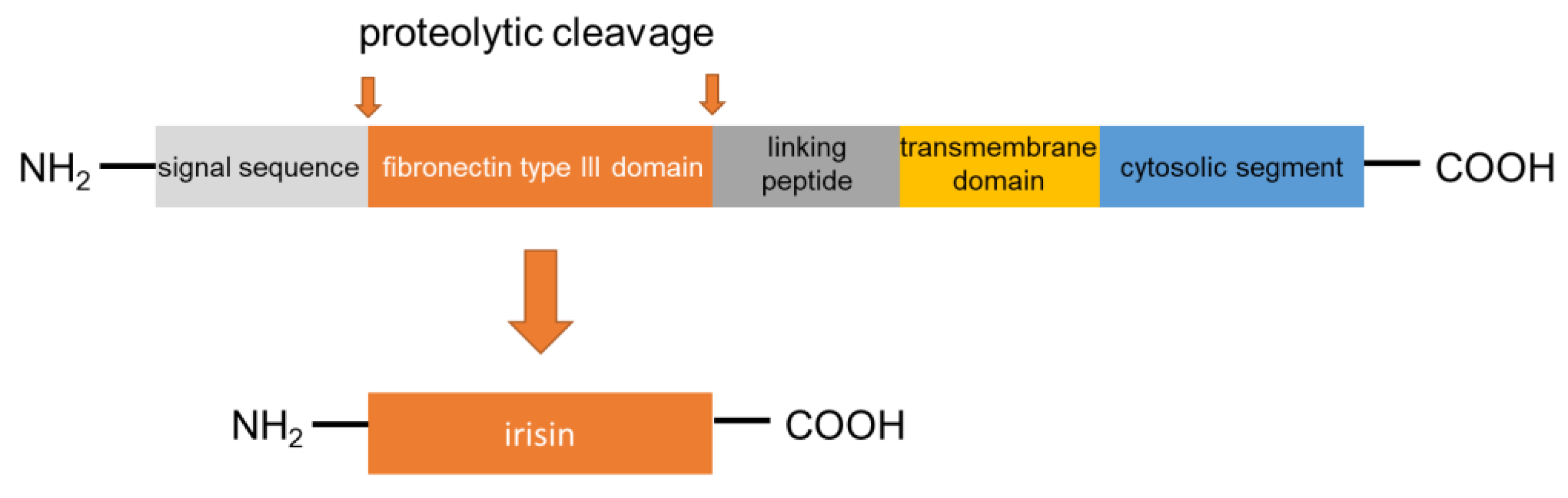 Endocrines 02 00025 g001