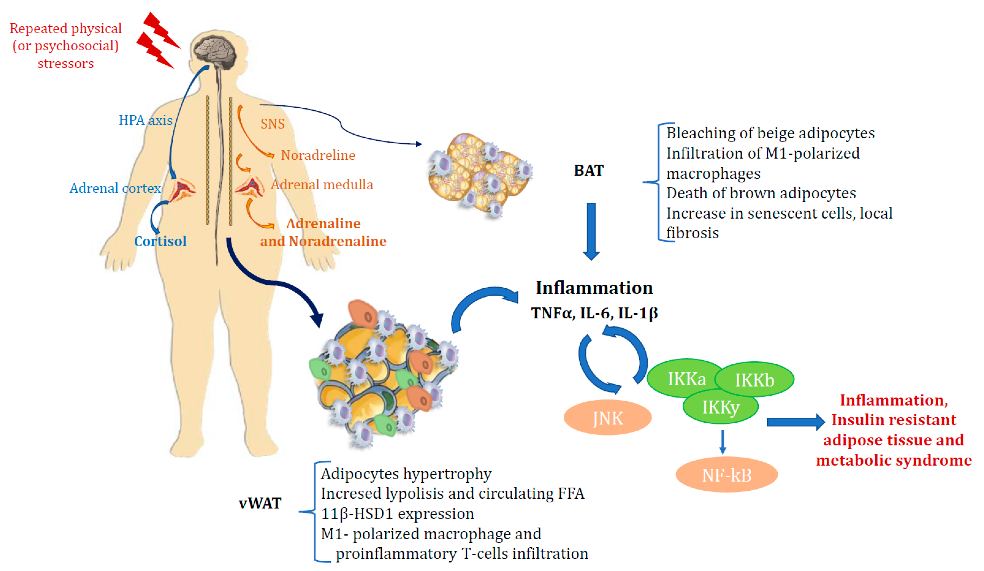 Endocrines 02 00031 g001