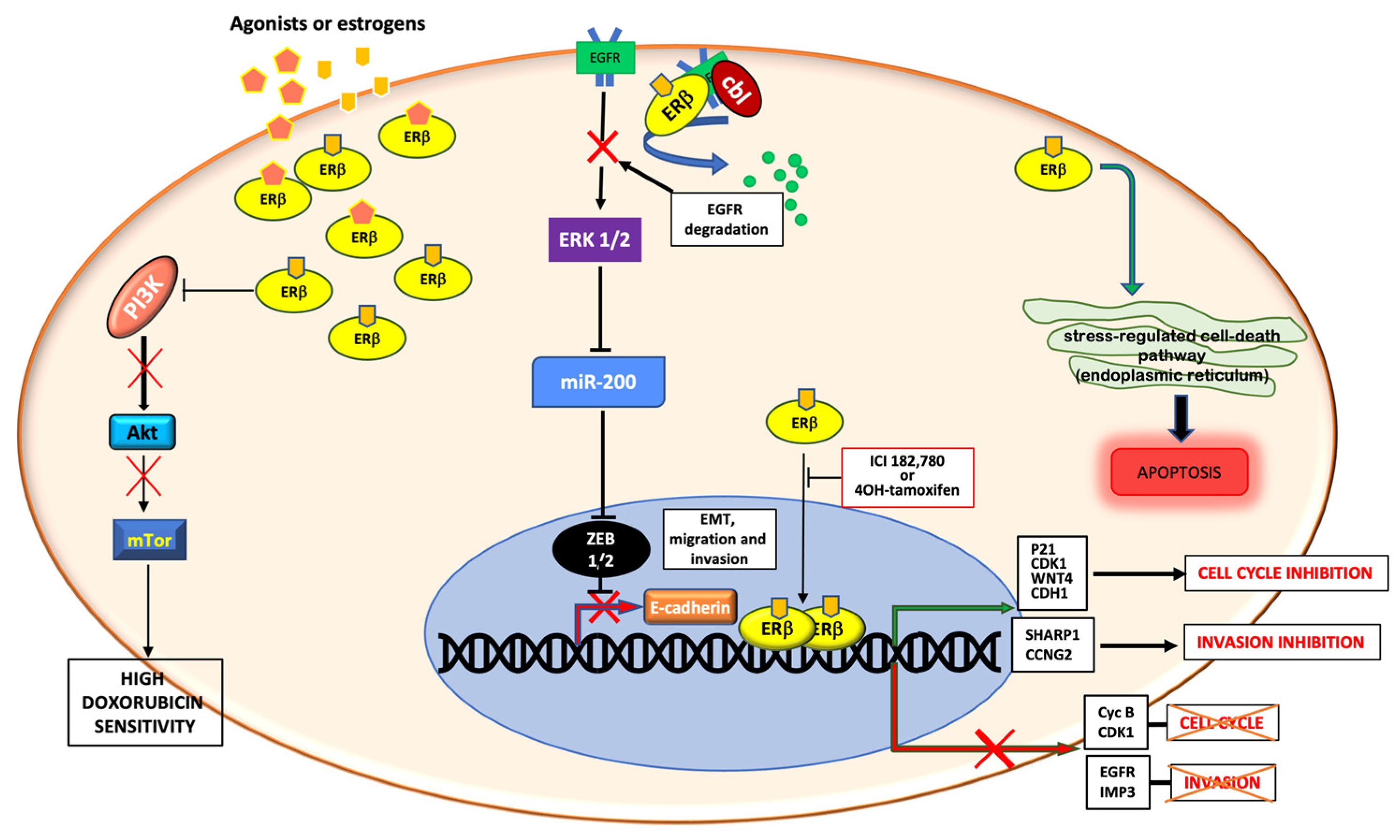 Endocrines 02 00033 g002