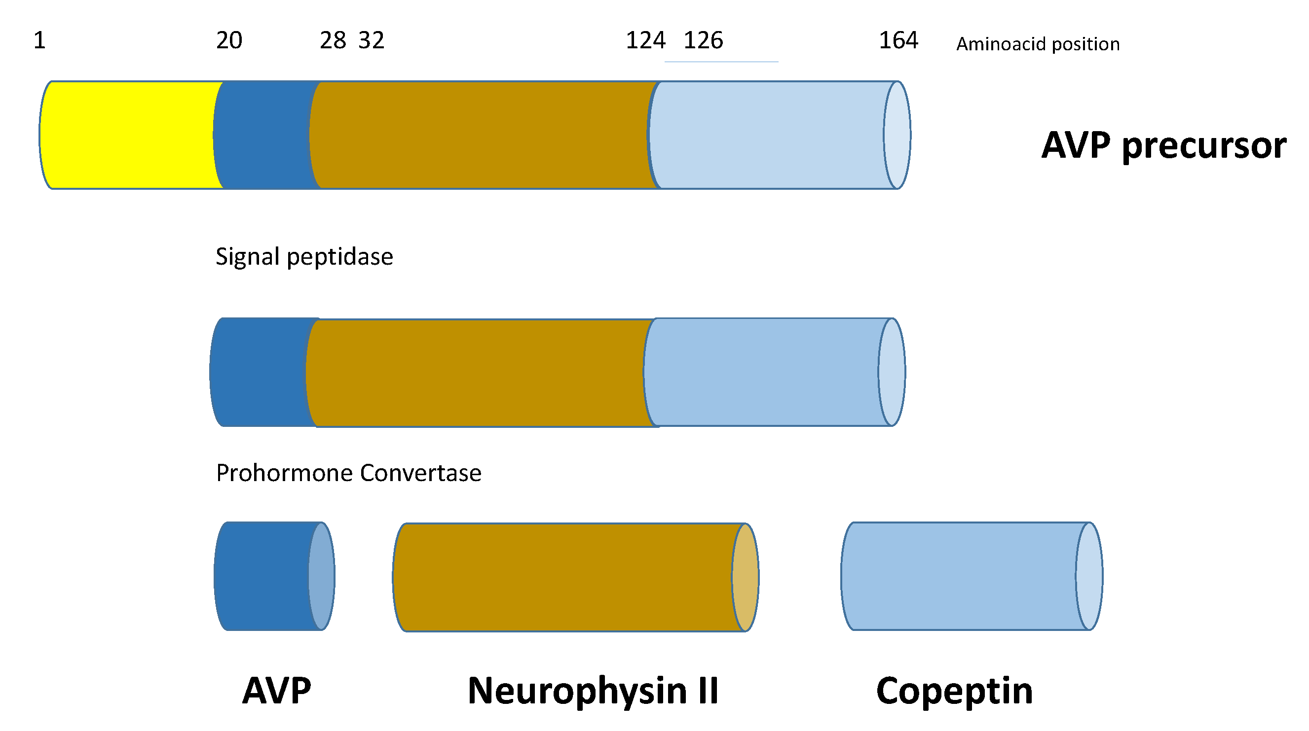 Endocrines 02 00035 g001
