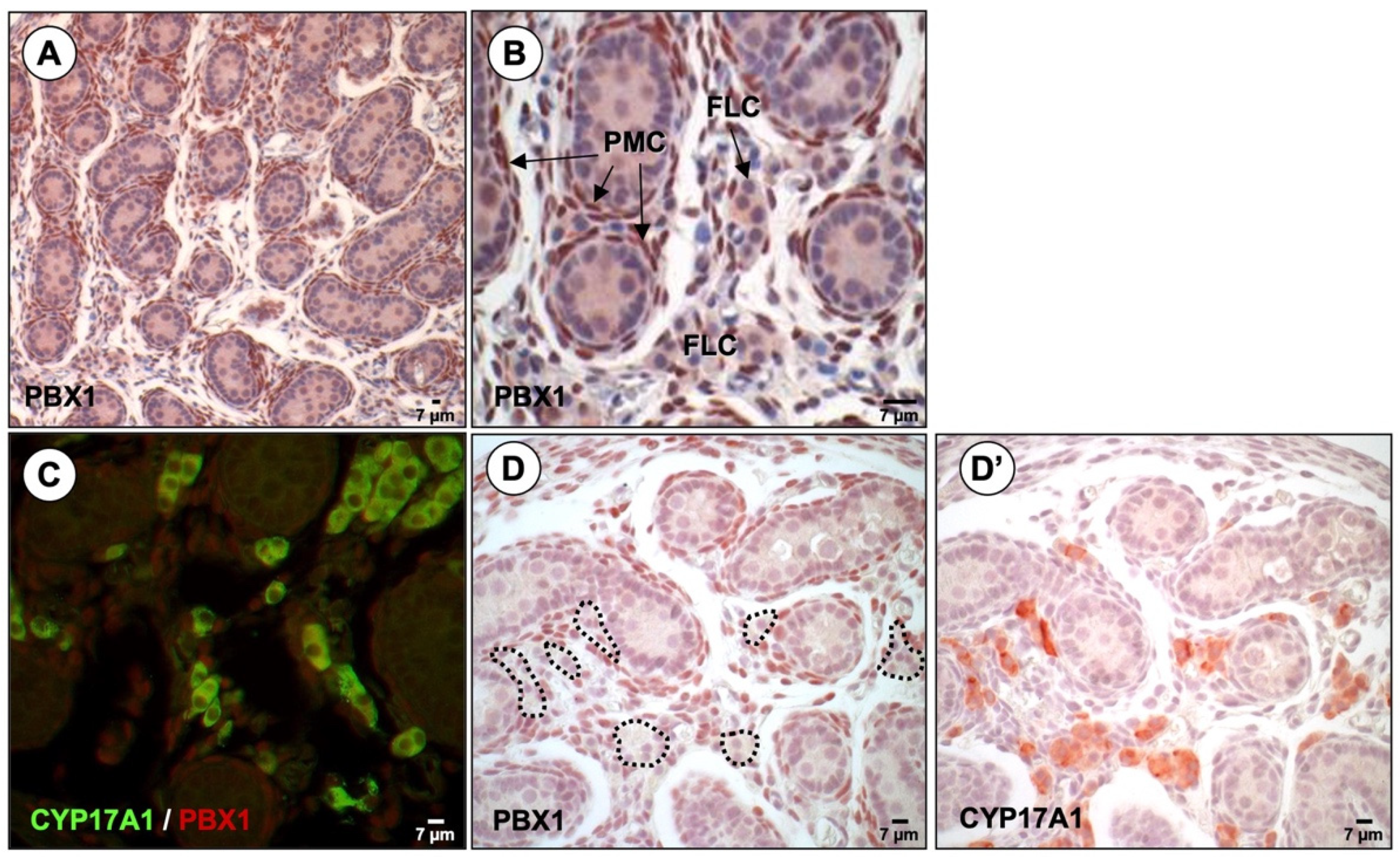 Endocrines 03 00002 g002