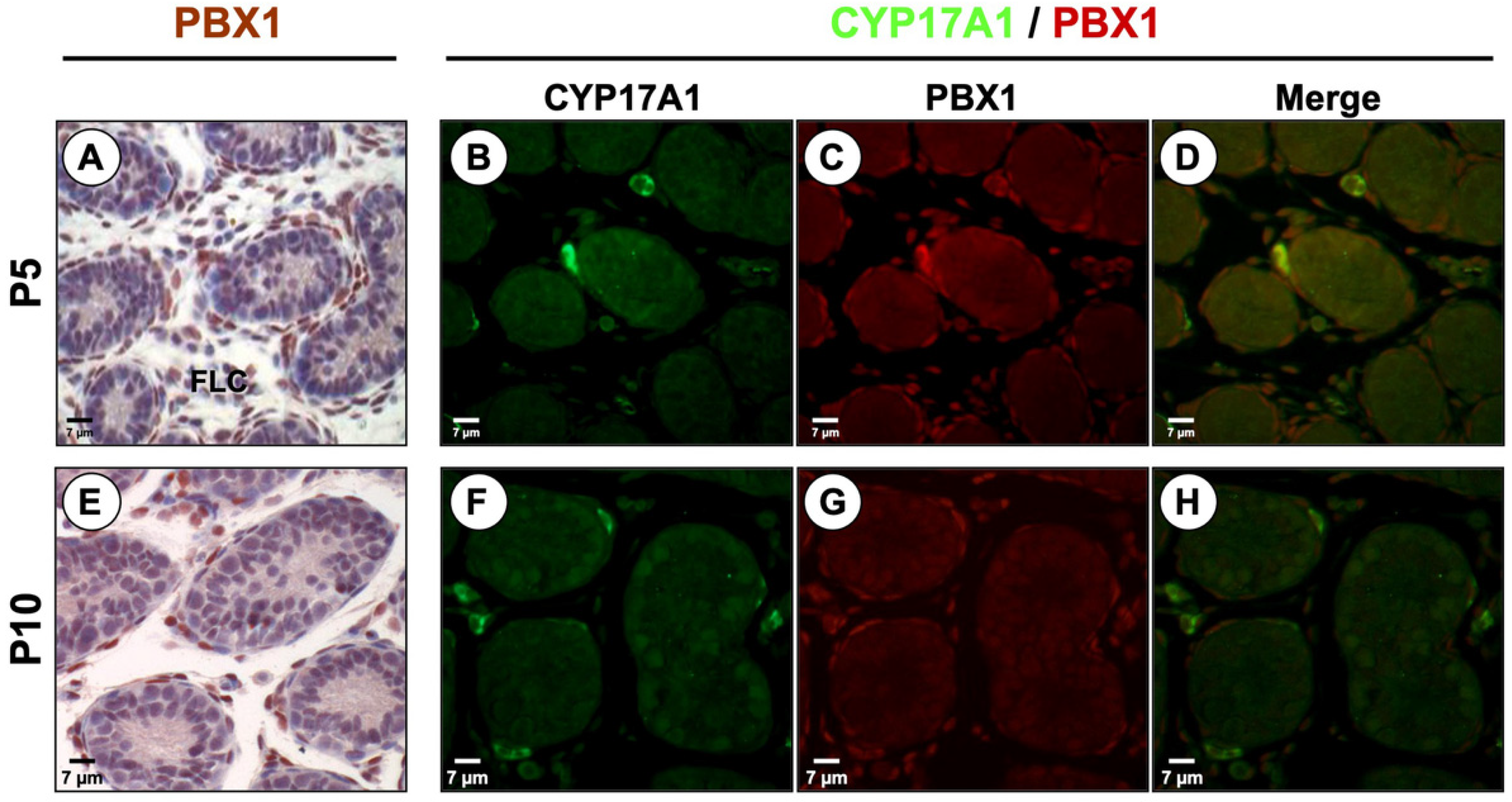 Endocrines 03 00002 g003