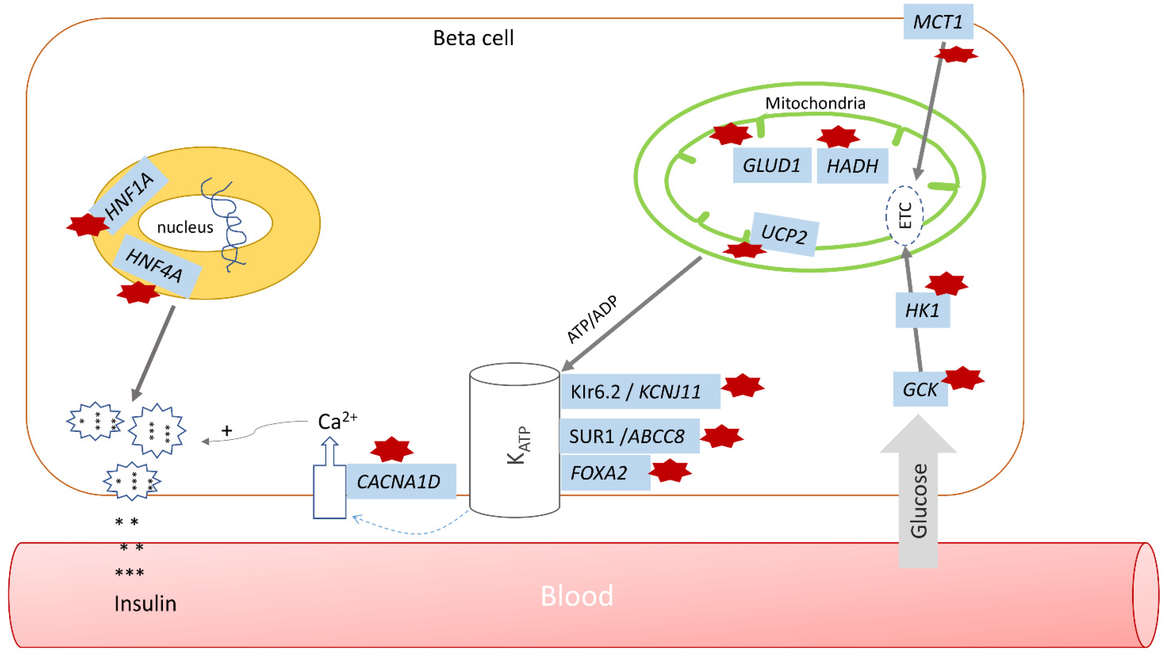 Endocrines 03 00011 g001