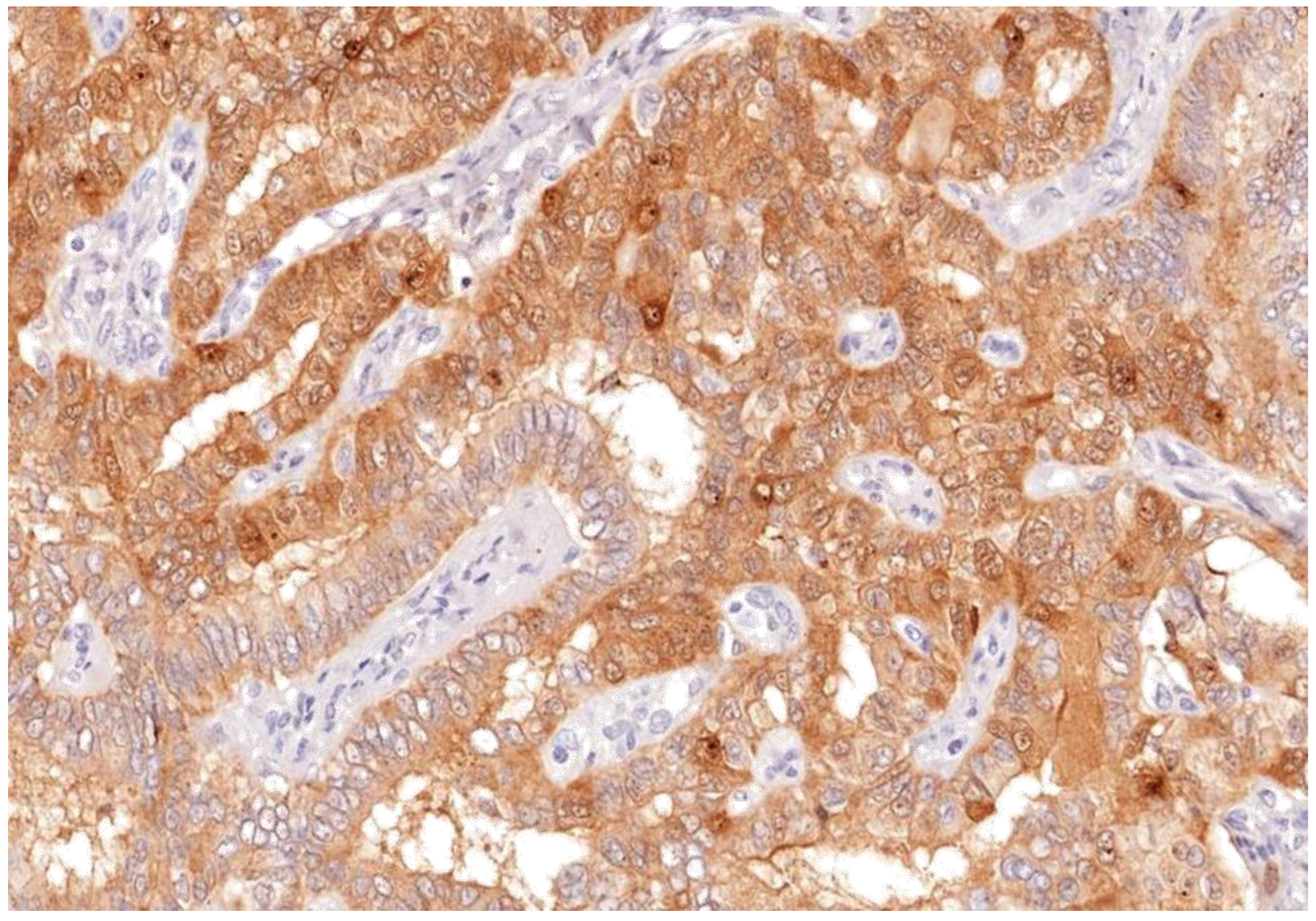 Endocrines 03 00021 g009