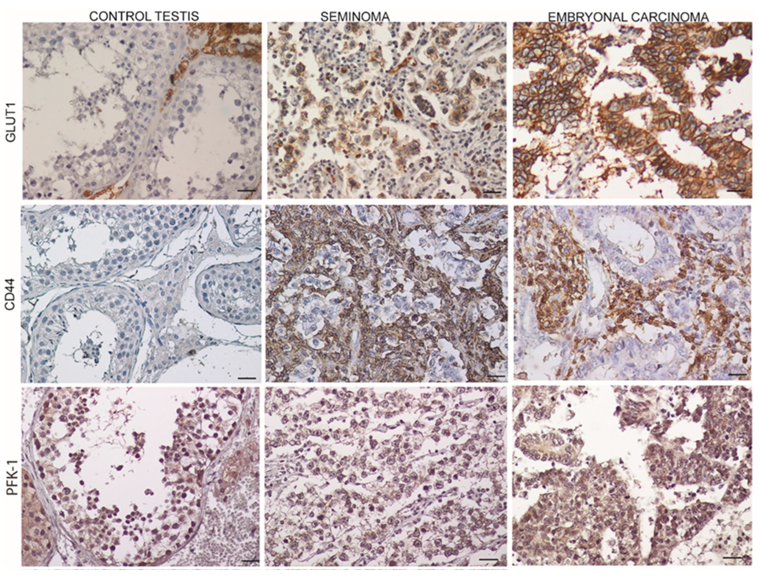 Endocrines 03 00049 g002 Endocrines 03 00049 g002