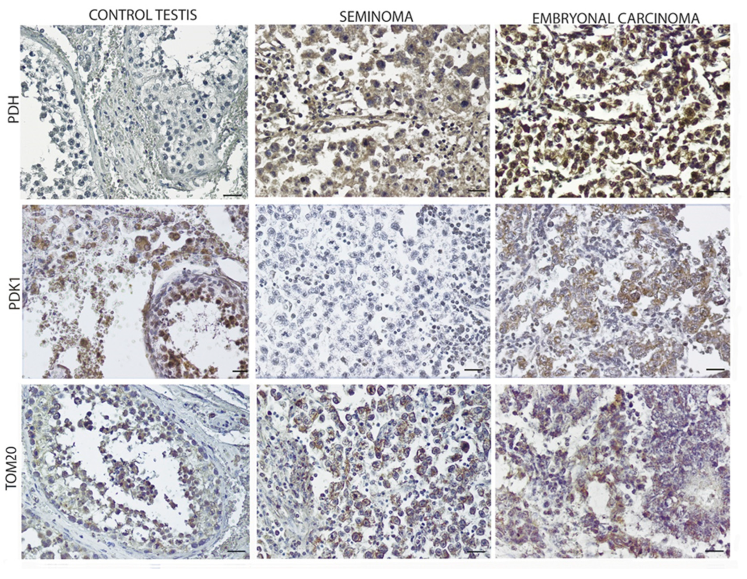 Endocrines 03 00049 g005 Endocrines 03 00049 g005