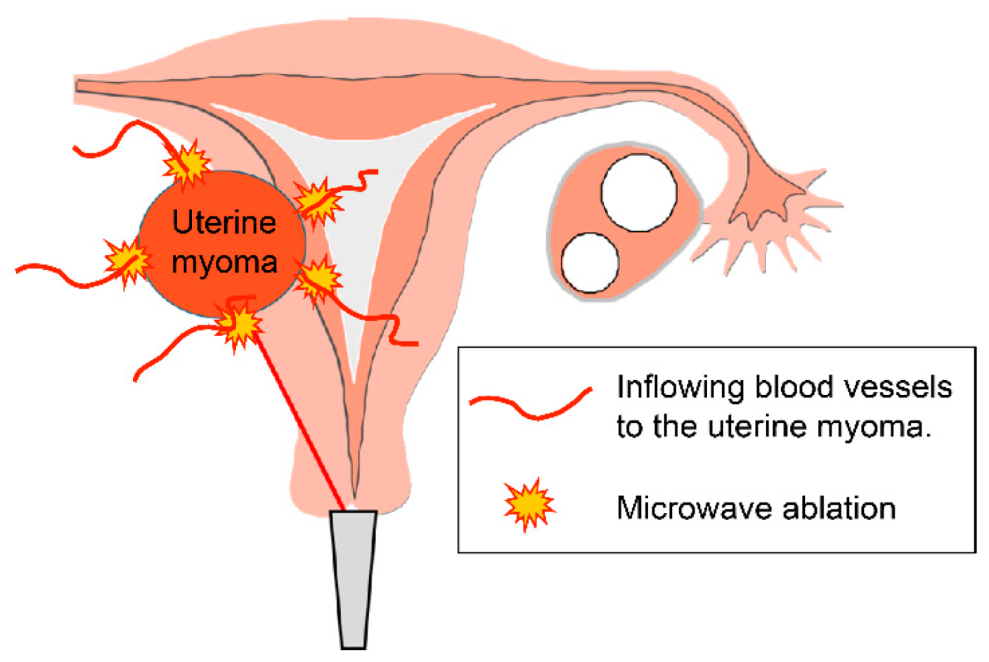 Endocrines 03 00054 g003