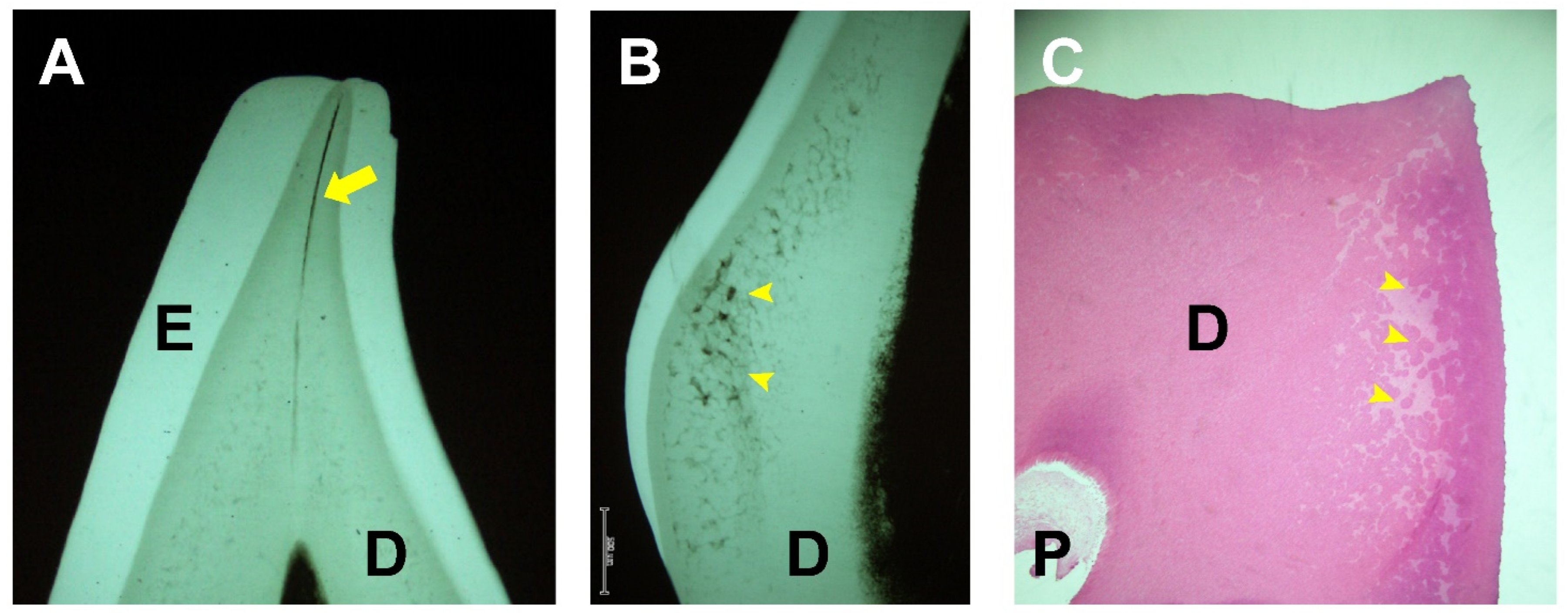 Endocrines 03 00056 g004
