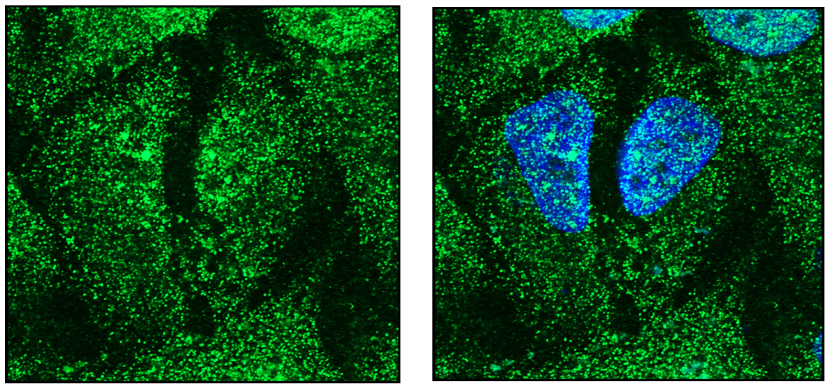 Endocrines 03 00057 g003