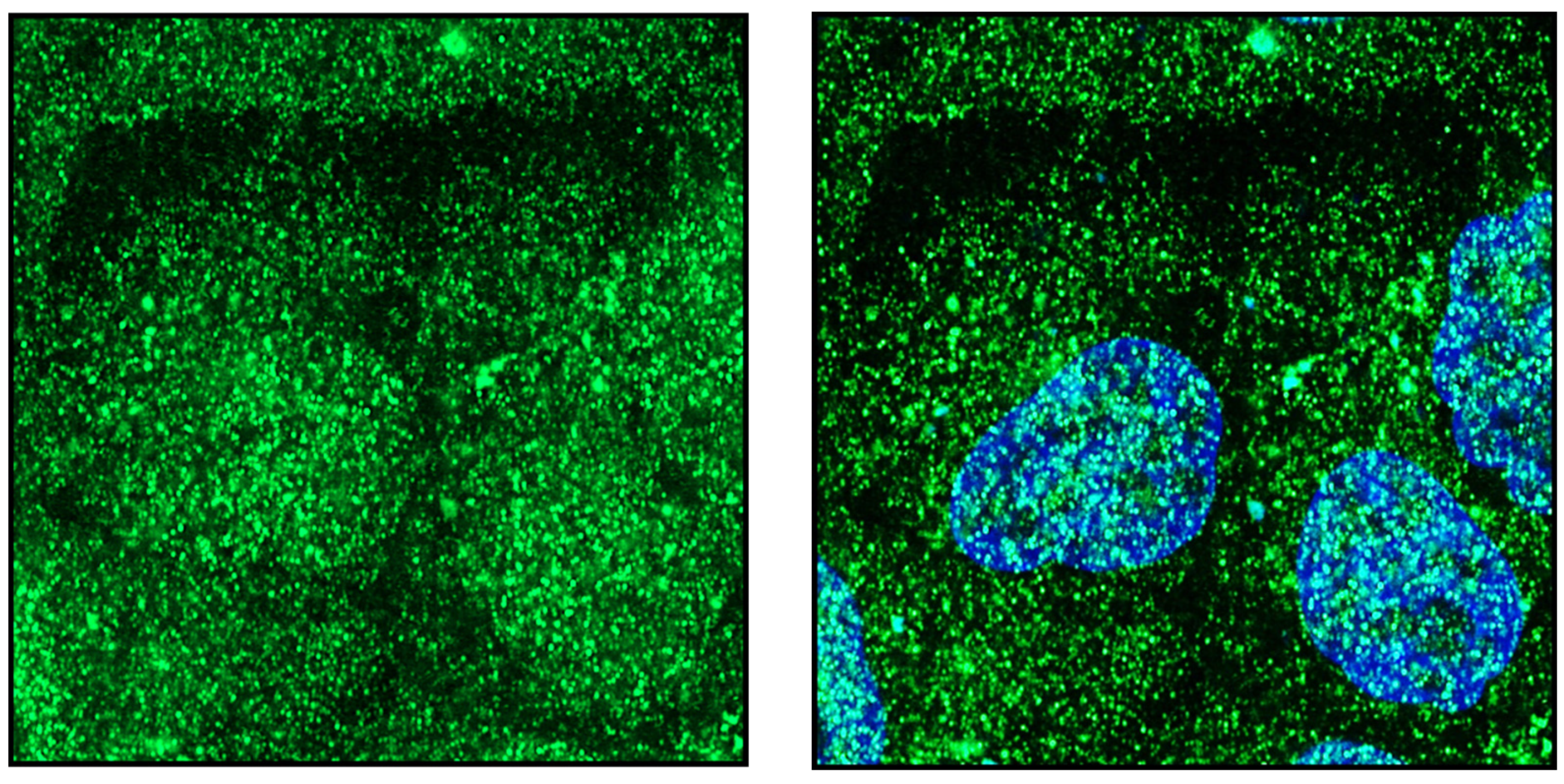 Endocrines 03 00057 g005