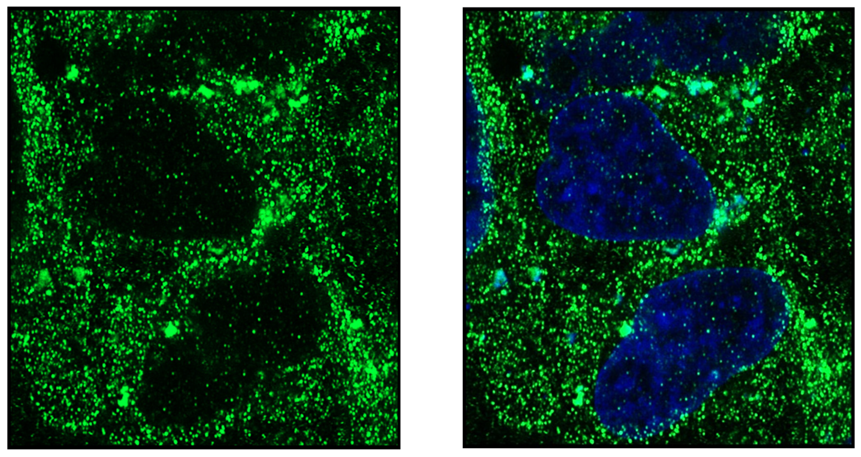 Endocrines 03 00057 g007