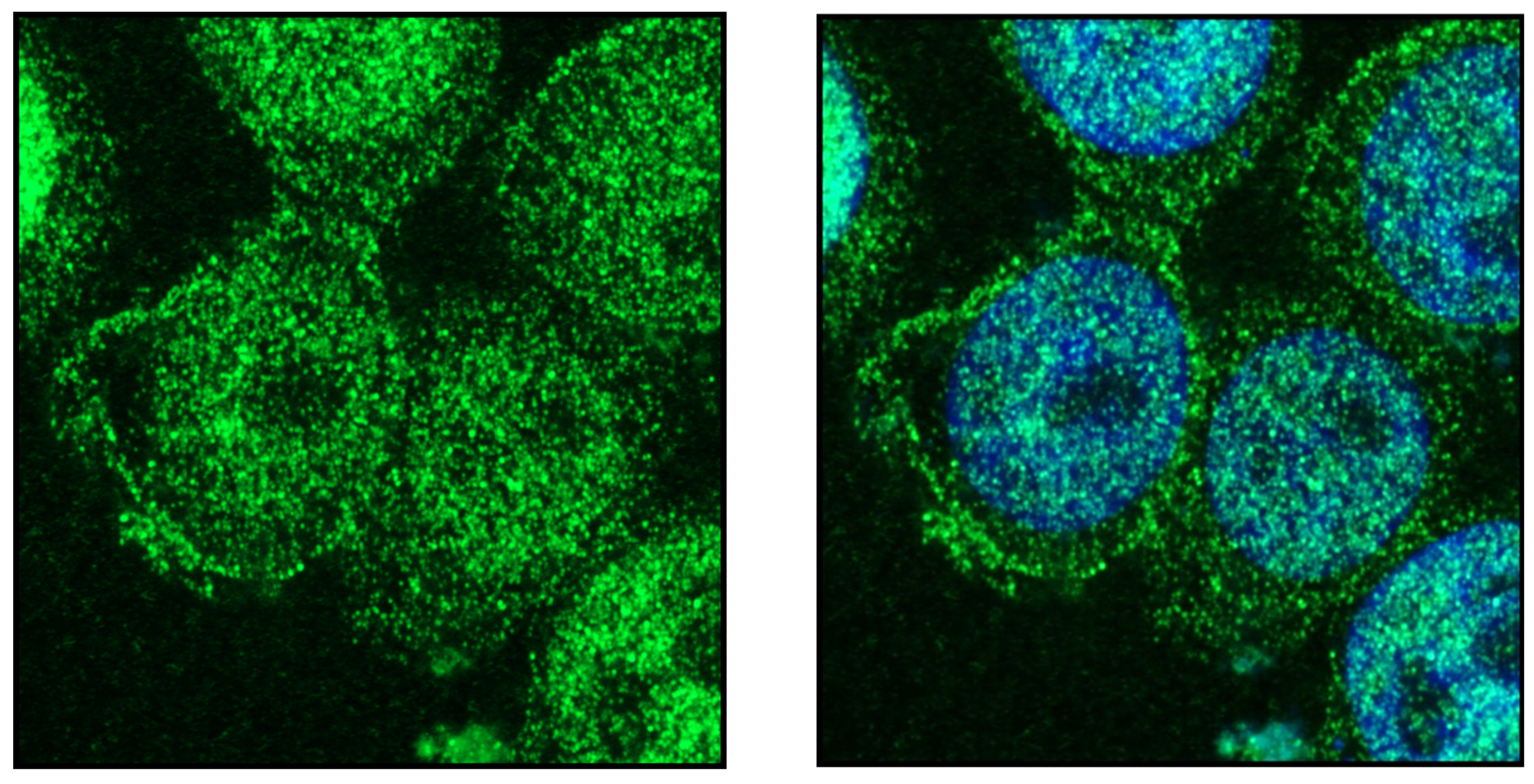 Endocrines 03 00057 g008